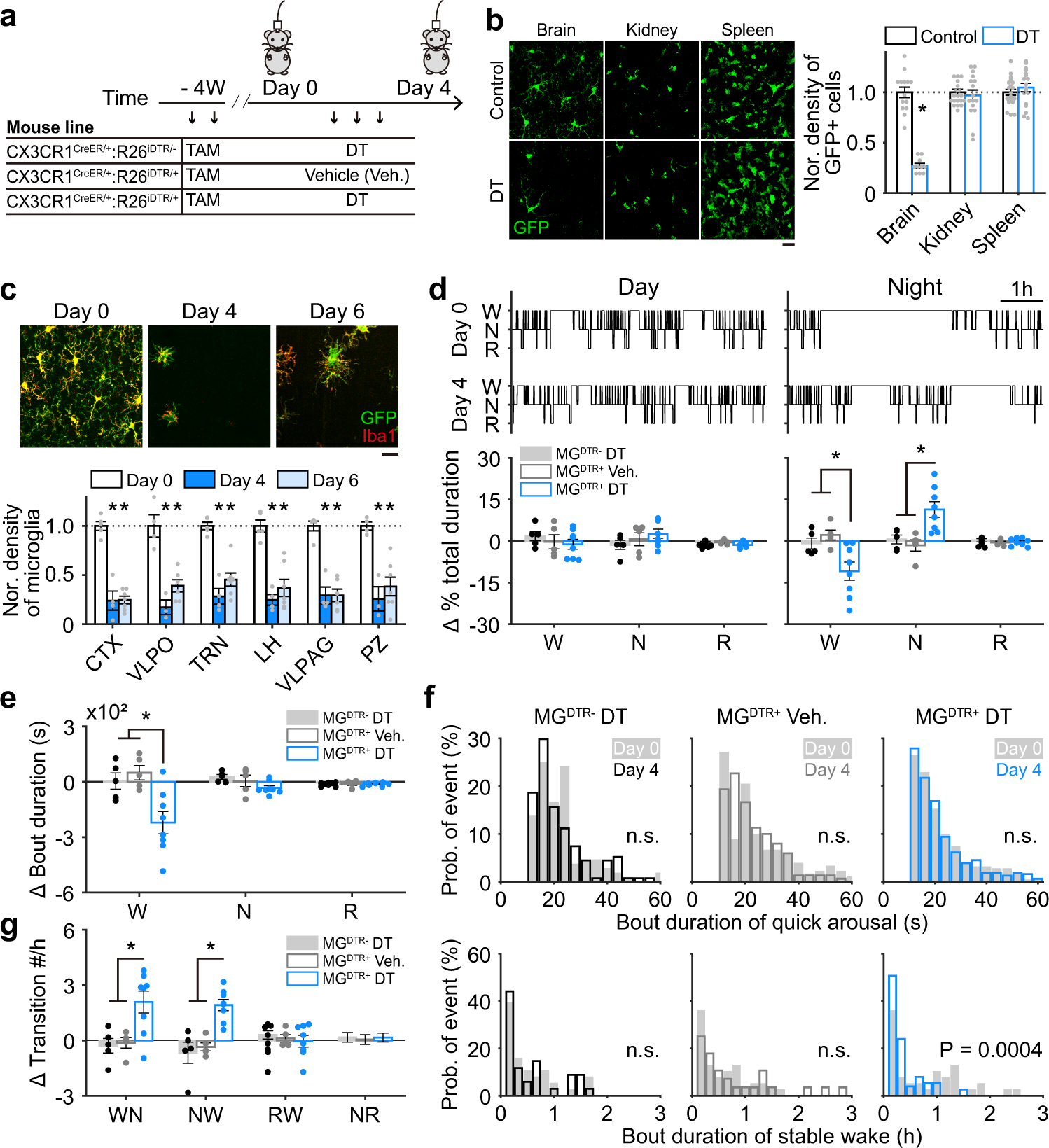 Microglia modulate stable wakefulness via the thalamic reticular nucleus in  mice | Nature Communications