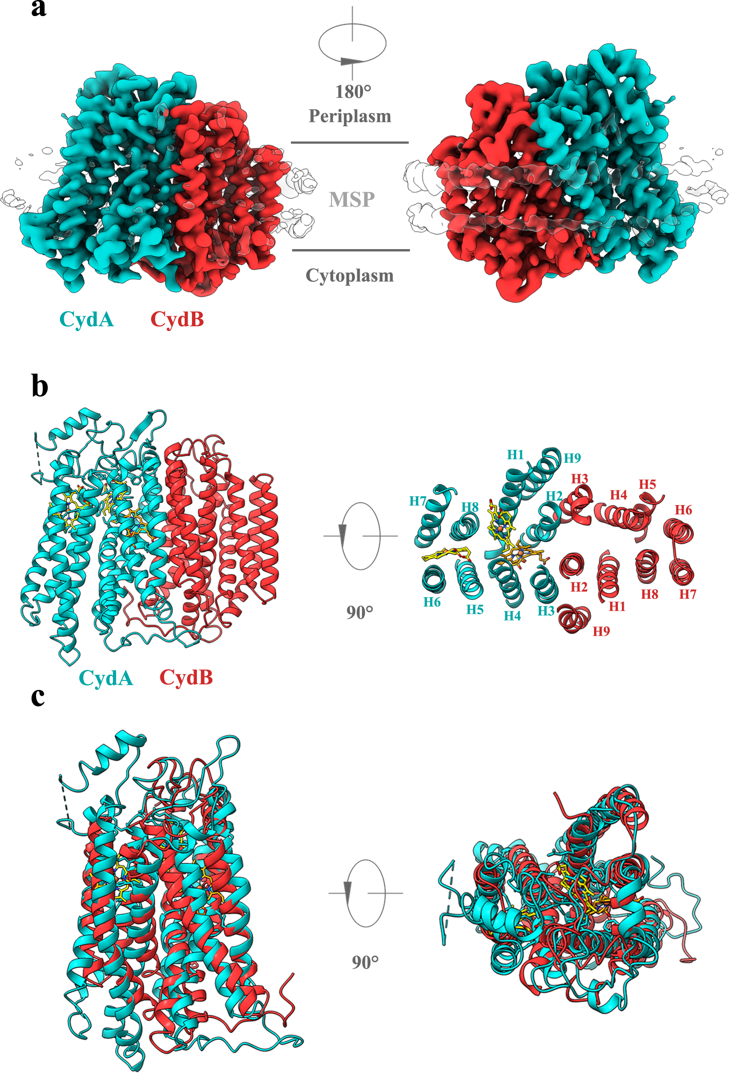 Cryo Em Structure Of Mycobacterial Cytochrome Reveals Two Oxygen Access Channels Nature Communications