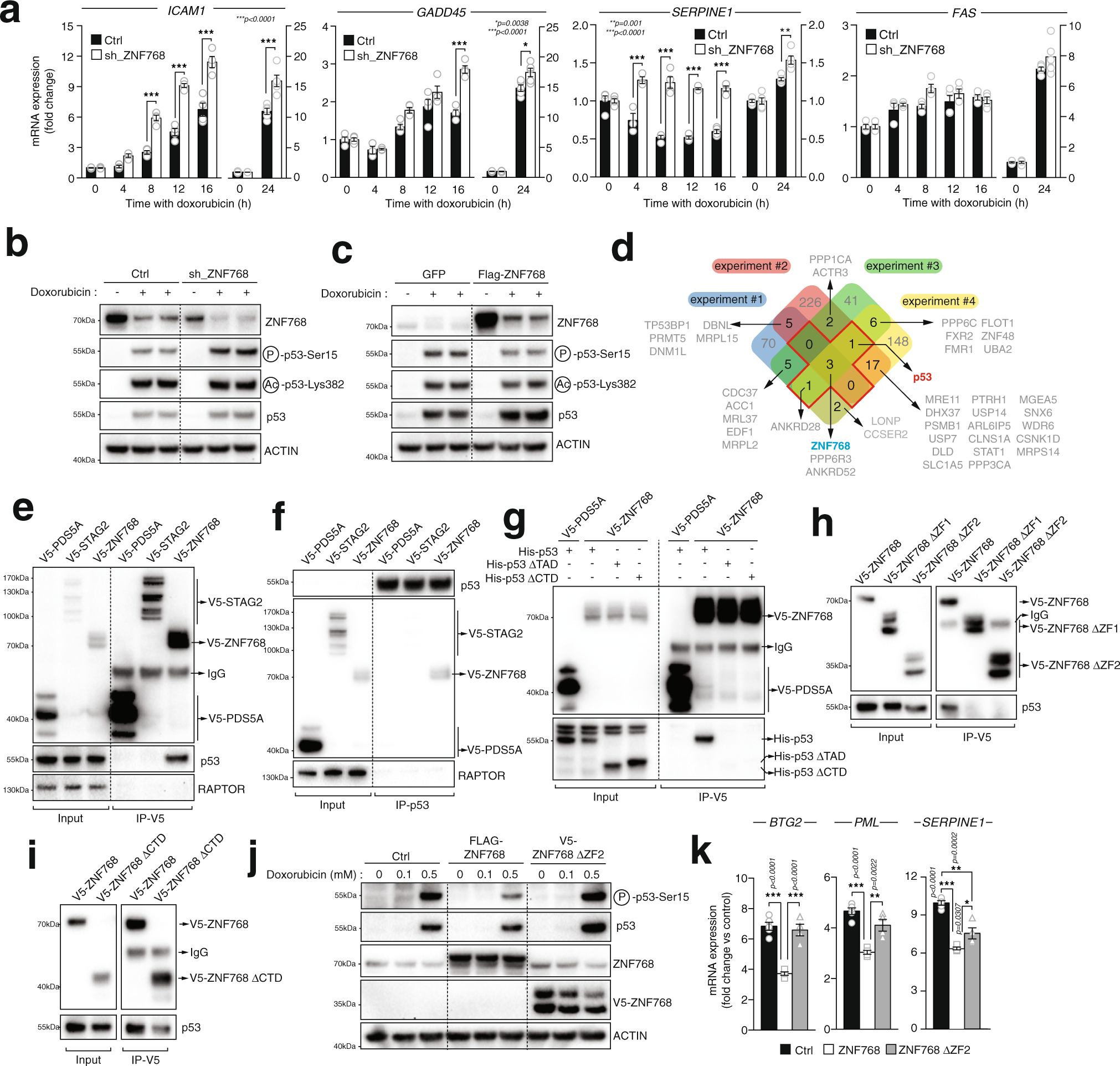 Fig. 5: ZNF768 interacts with and represses p53 transcriptional activity.