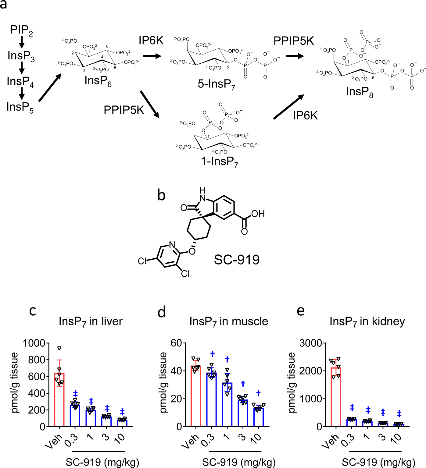 The Enzymatic Activity Of Inositol Hexakisphosphate Kinase Controls Circulating Phosphate In Mammals Nature Communications The Enzymatic Activity Of Inositol Hexakisphosphate Kinase Controls Circulating Phosphate In Mammals Nature Communications