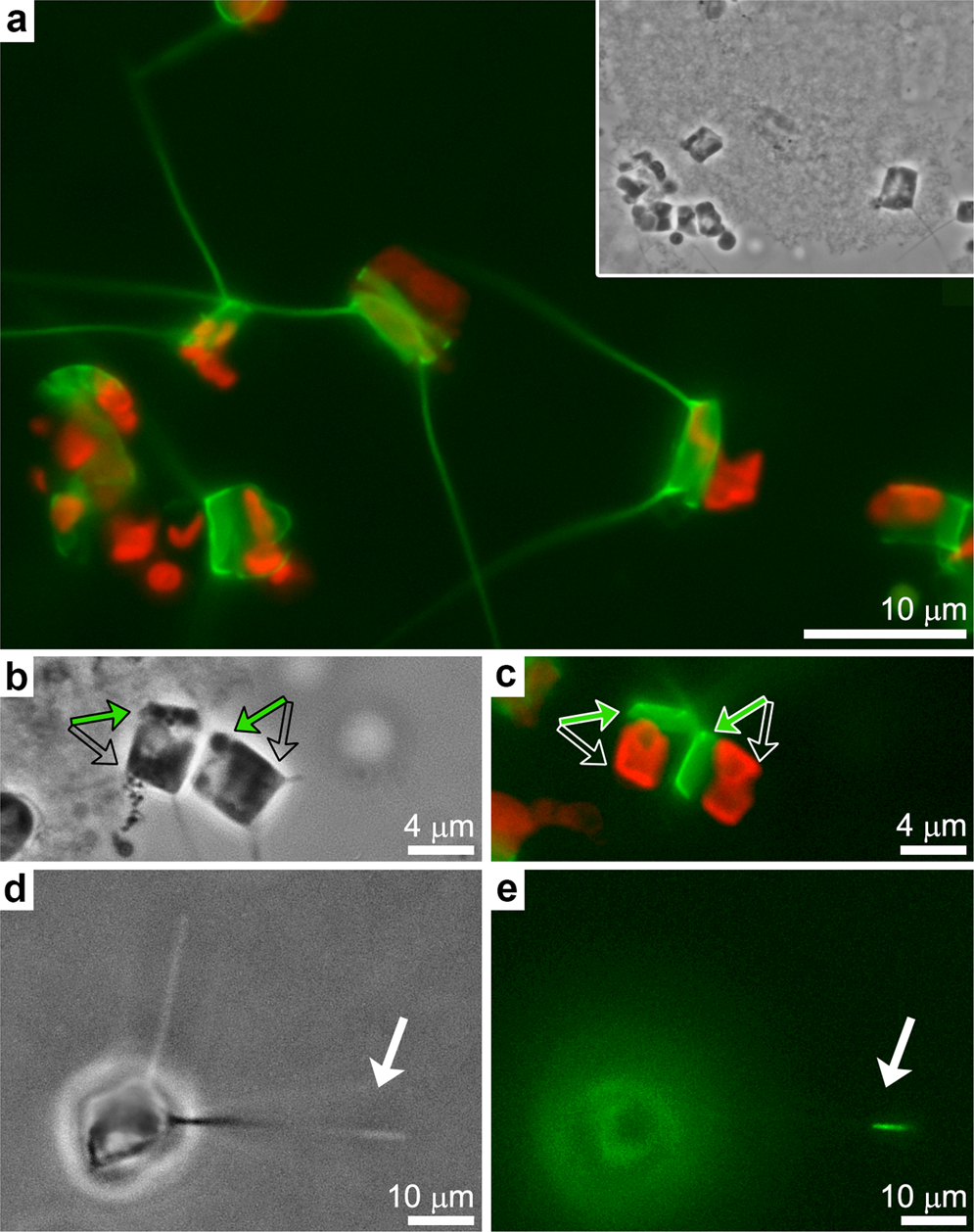 Fig. 2: Synchronization of seta formation.
