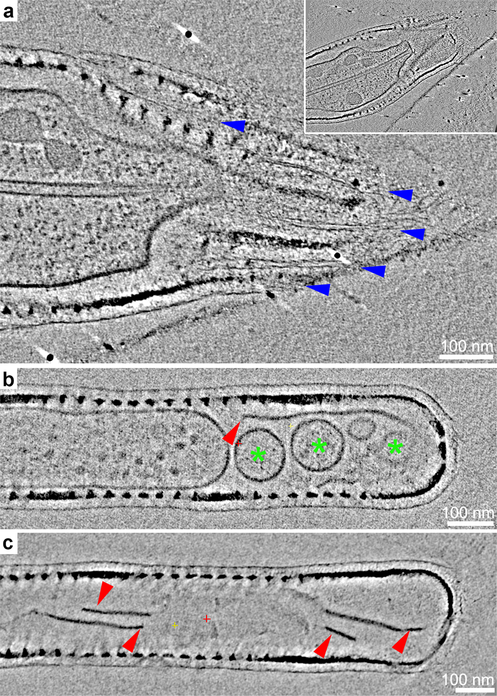 Fig. 4: Structural properties of damaged and long setae.