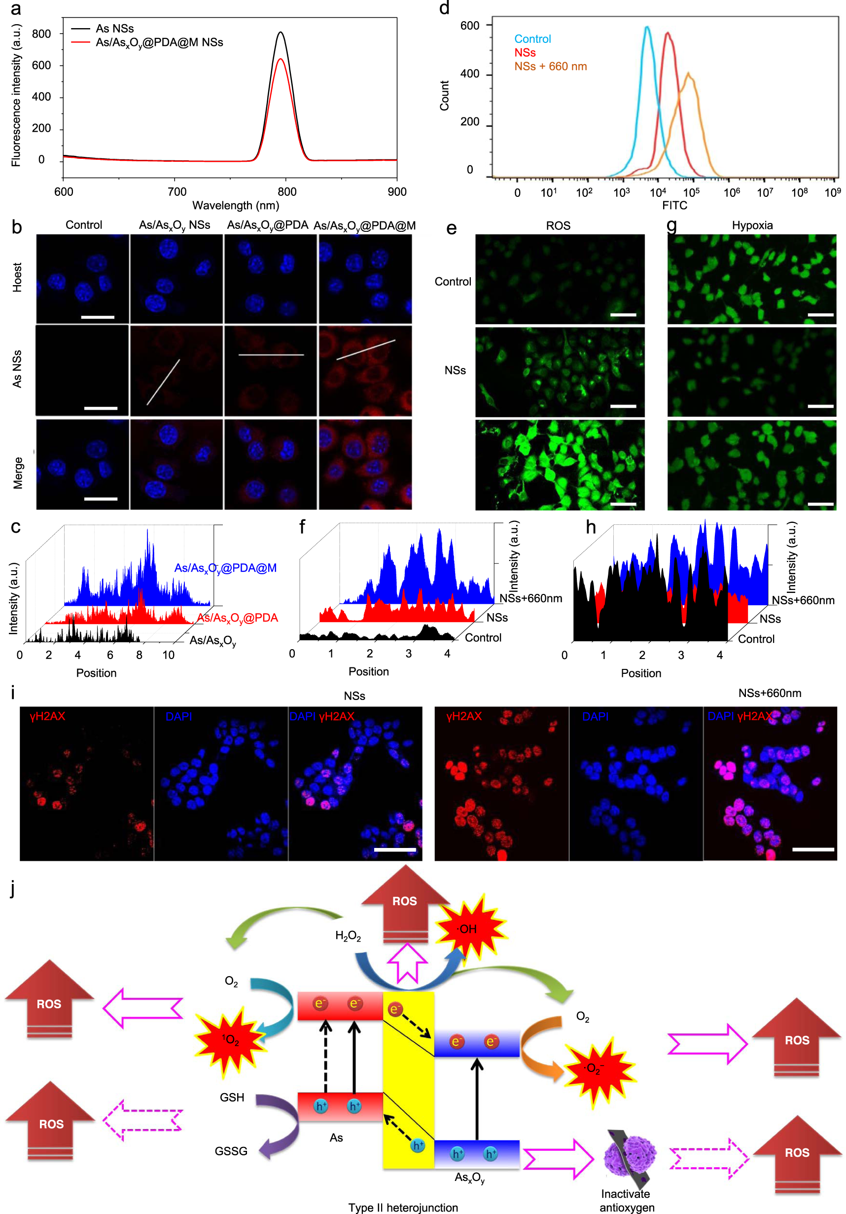 Fig. 7: Intracellular uptake and ROS generation.