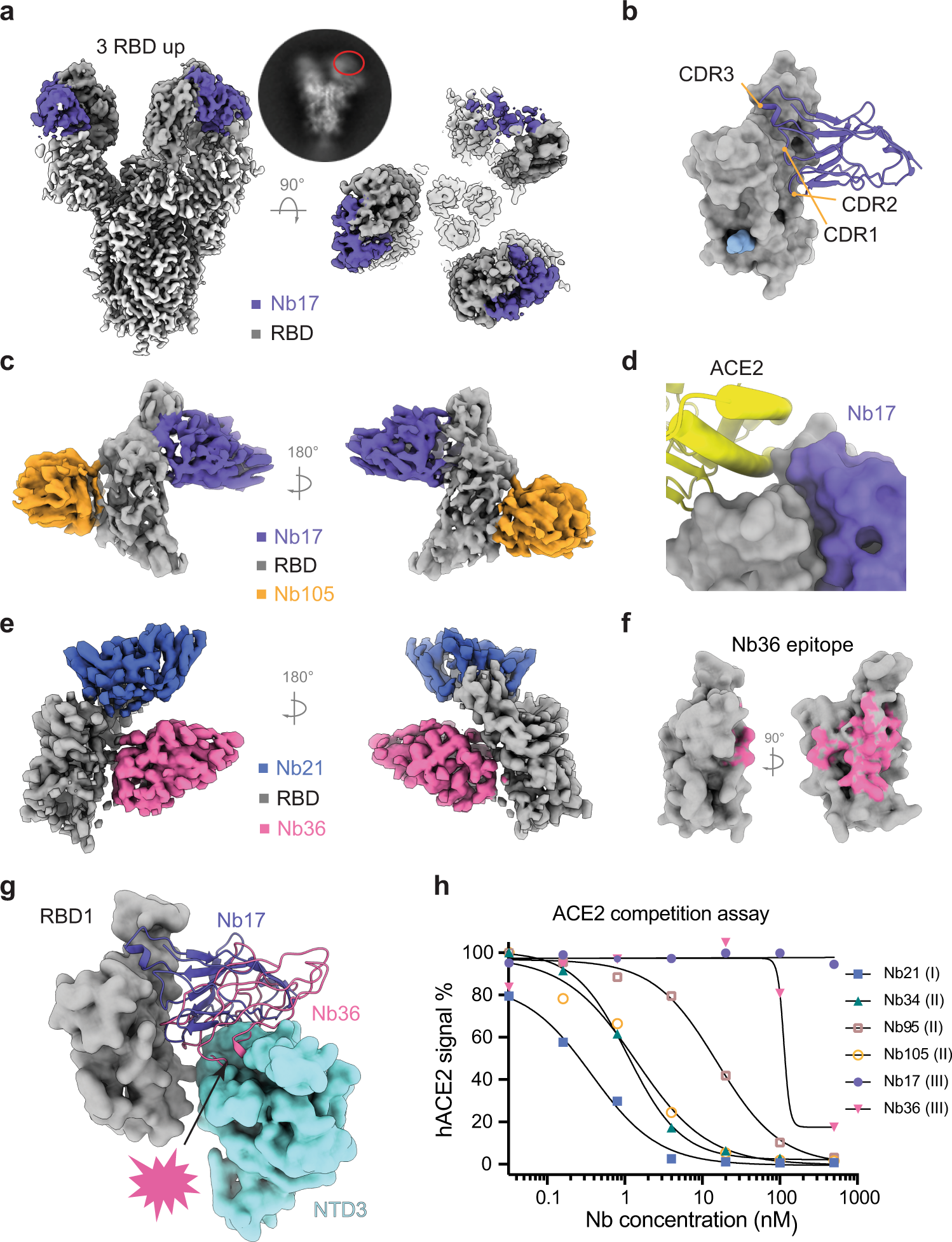 Fig. 4: Structures of class III Nbs (17 and 36).