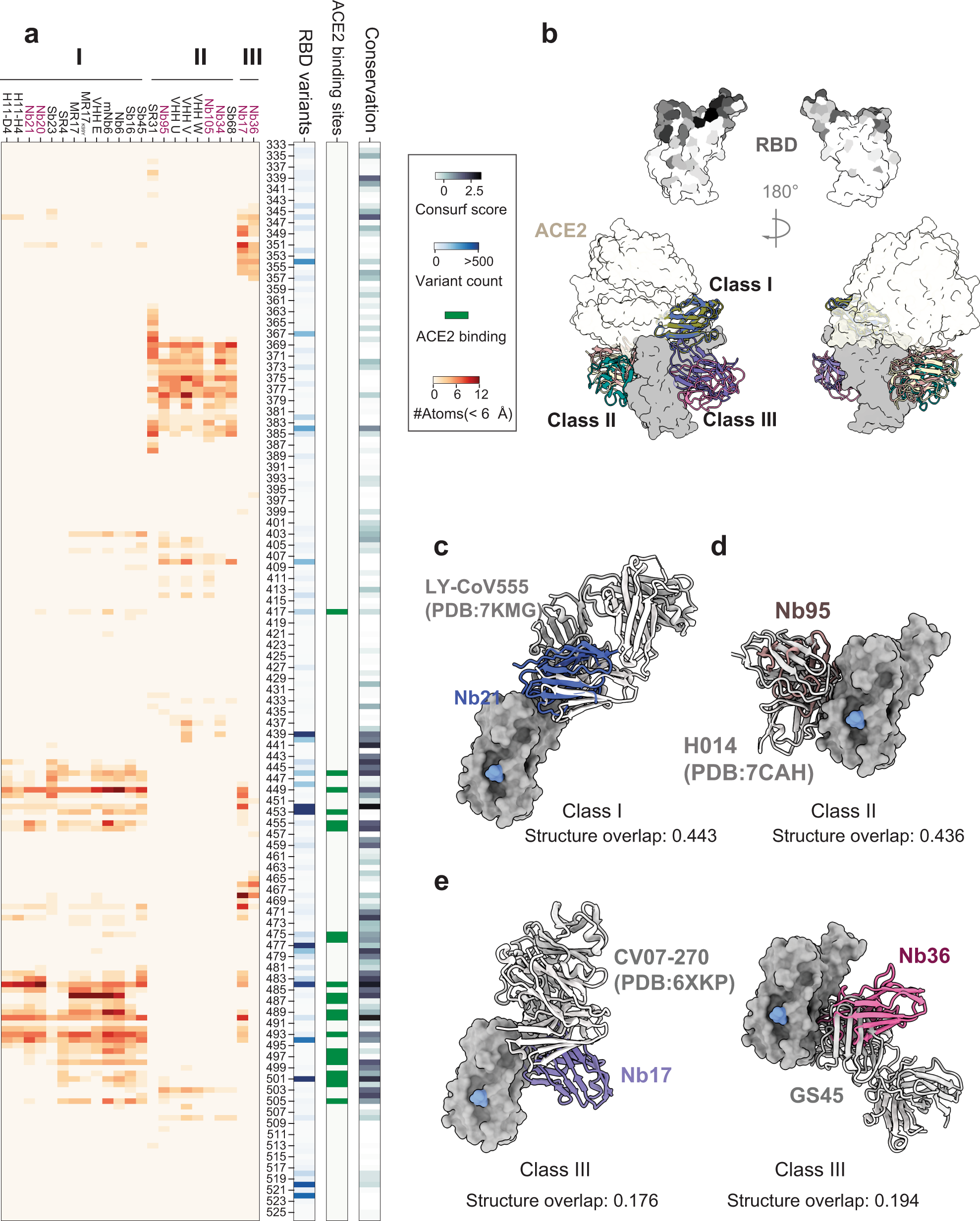 Fig. 5: Class III Nbs bind semi-conserved epitopes unique to Nbs.