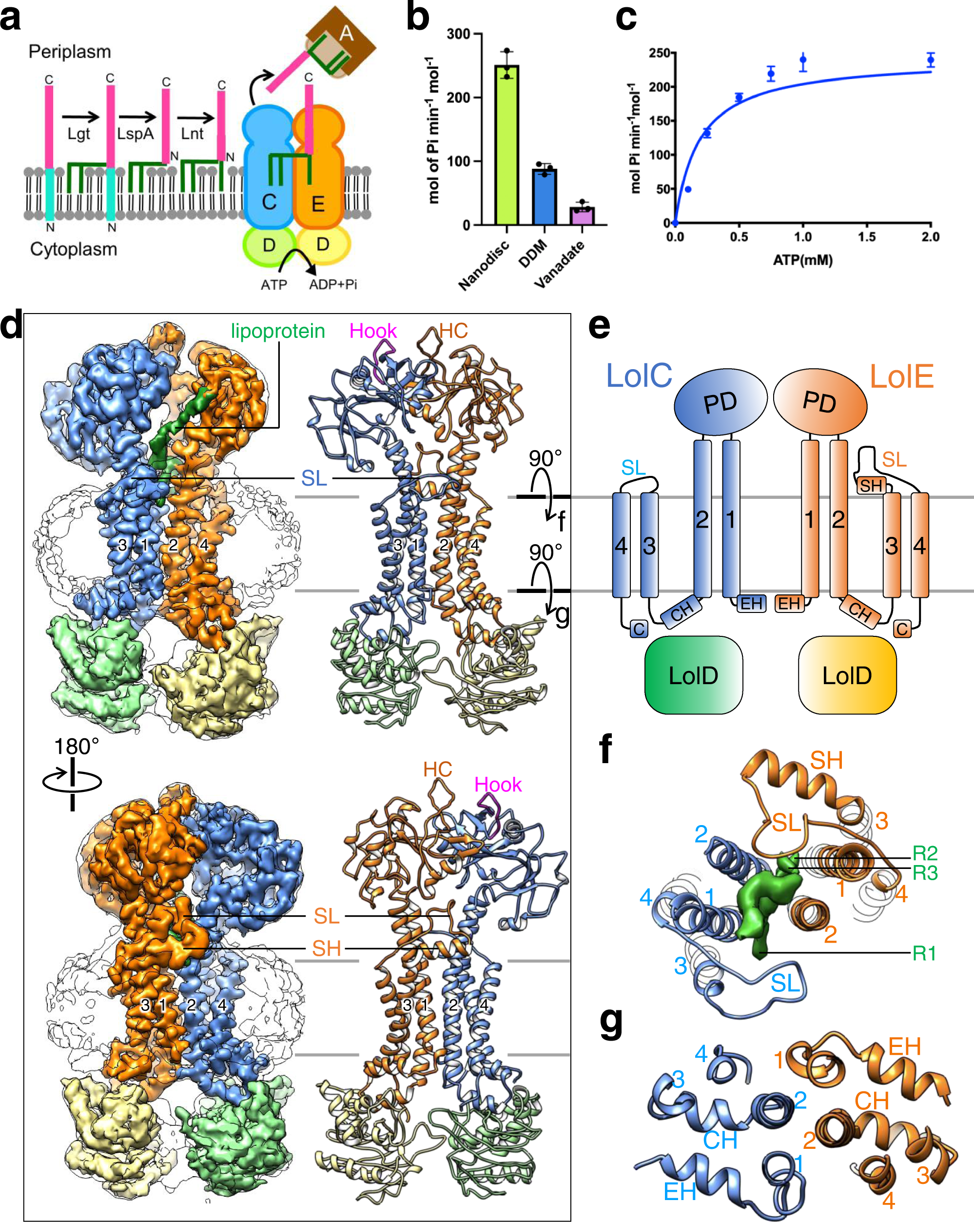 Mechanism of LolCDE as a molecular extruder of bacterial triacylated  lipoproteins | Nature Communications