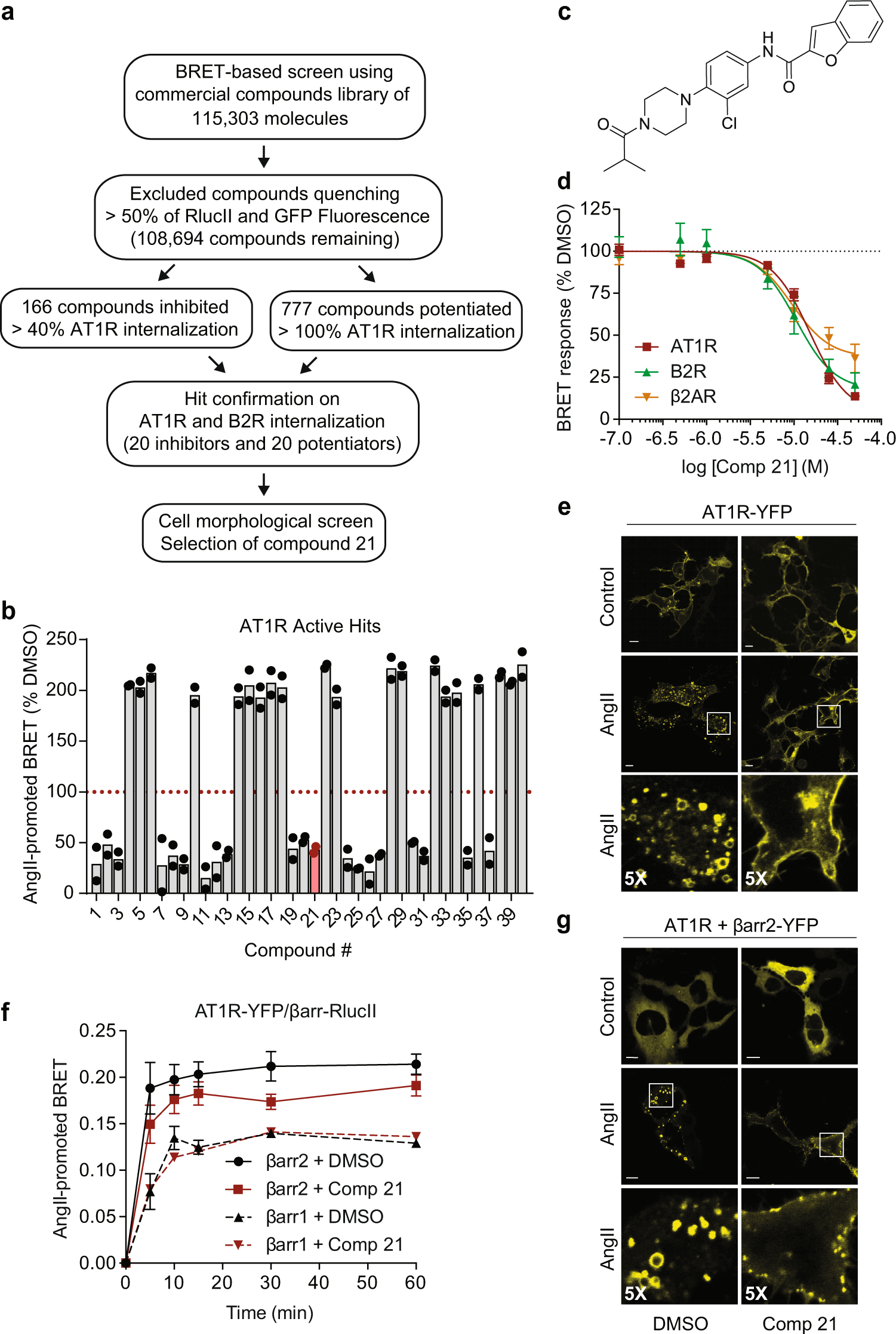 Fig. 1: High-throughput screening identifies compound 21 as an inhibitor of GPCR internalization.