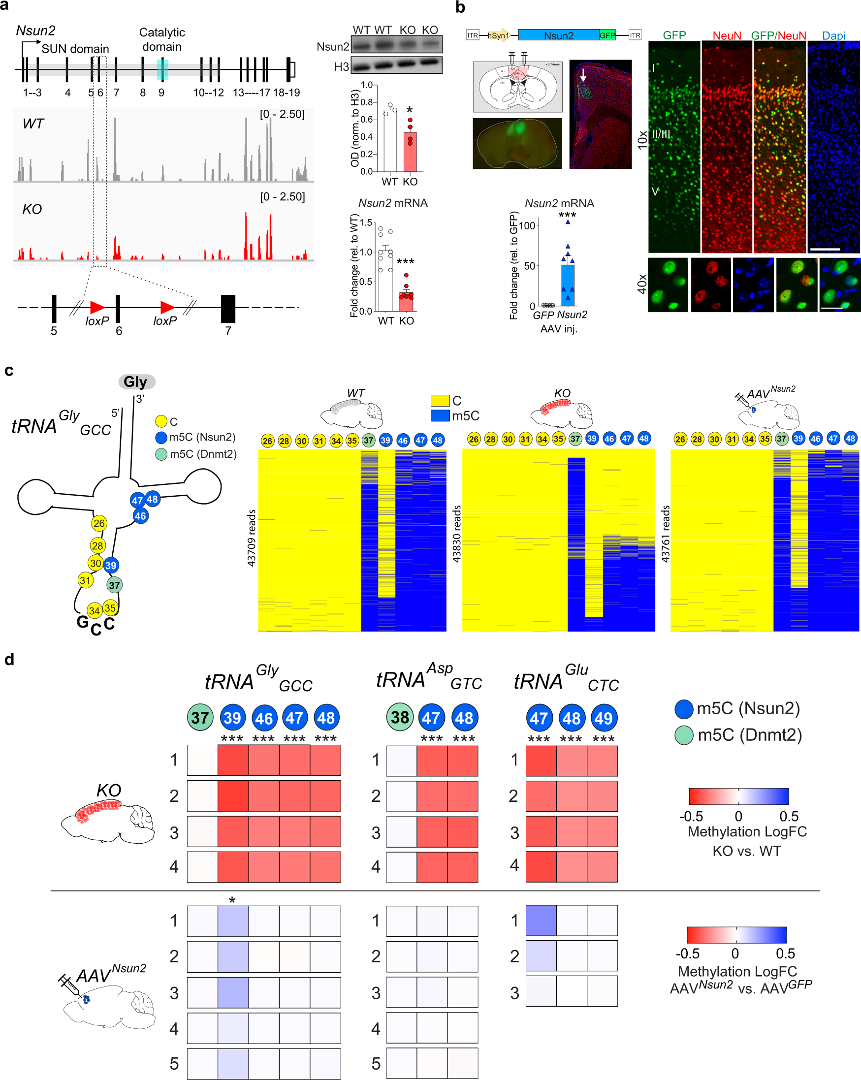 Neuronal Nsun2 deficiency produces tRNA epitranscriptomic alterations and  proteomic shifts impacting synaptic signaling and behavior | Nature  Communications