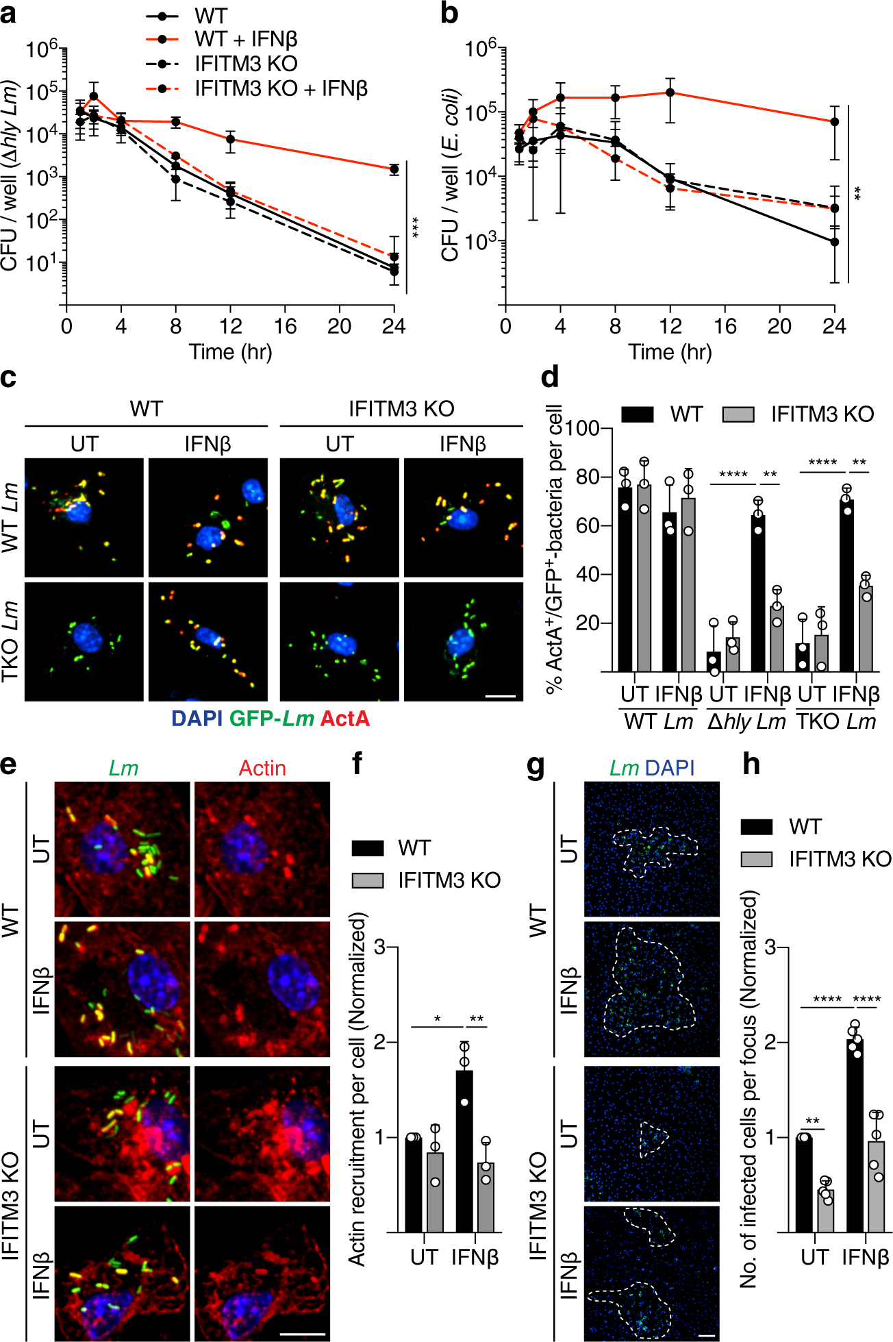 Fig. 5: IFITM3 suppresses antibacterial activity in phagosomes and promotes Lm cell-to-cell spread.