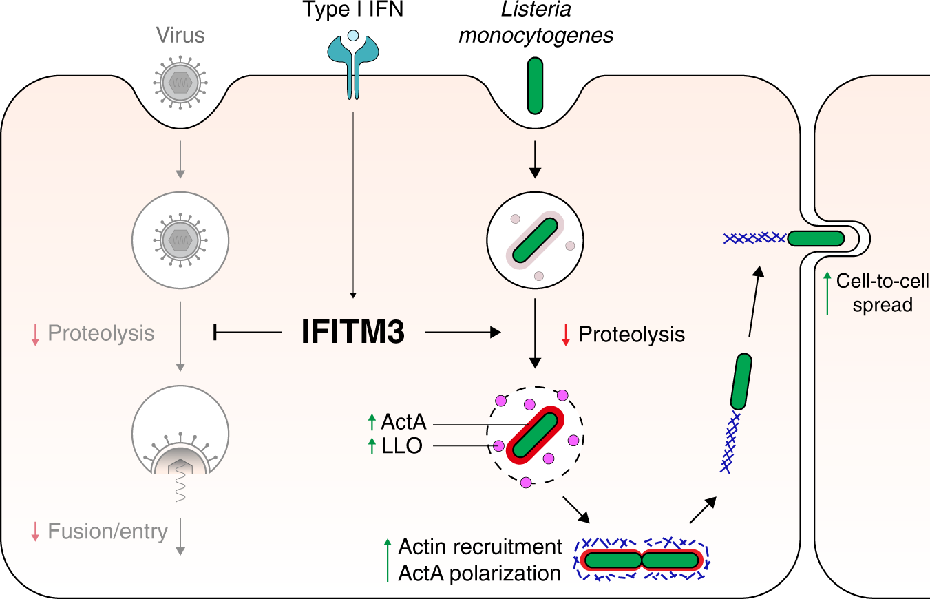 Fig. 8: Model of type I IFN-mediated effects of IFITM3.