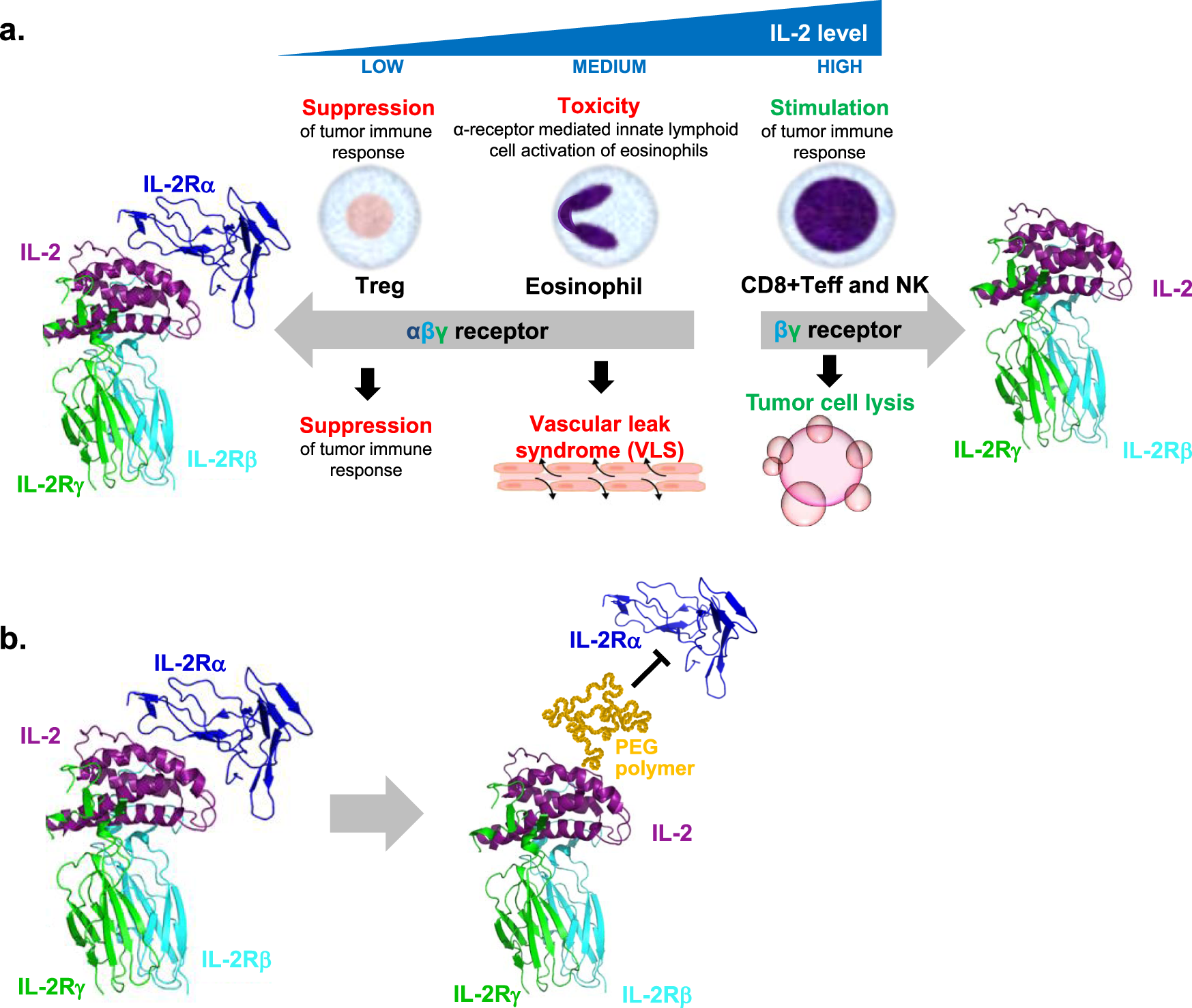 Fig. 2: Overview of IL-2 pharmacology and therapeutic hypothesis of pegylated IL-2 with “not alpha” receptor specificity.