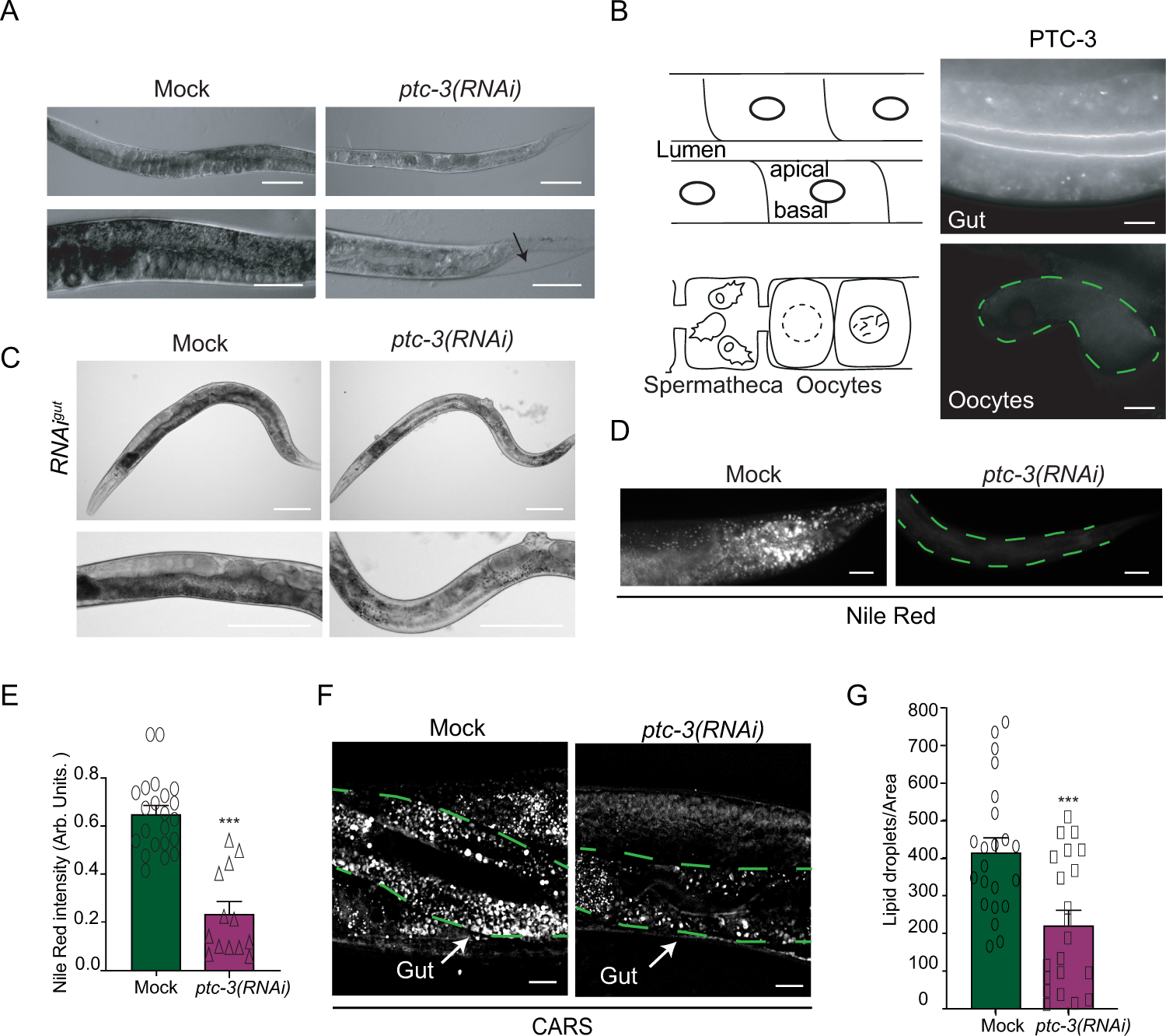 Patched Regulates Lipid Homeostasis By Controlling Cellular Cholesterol Levels Nature Communications