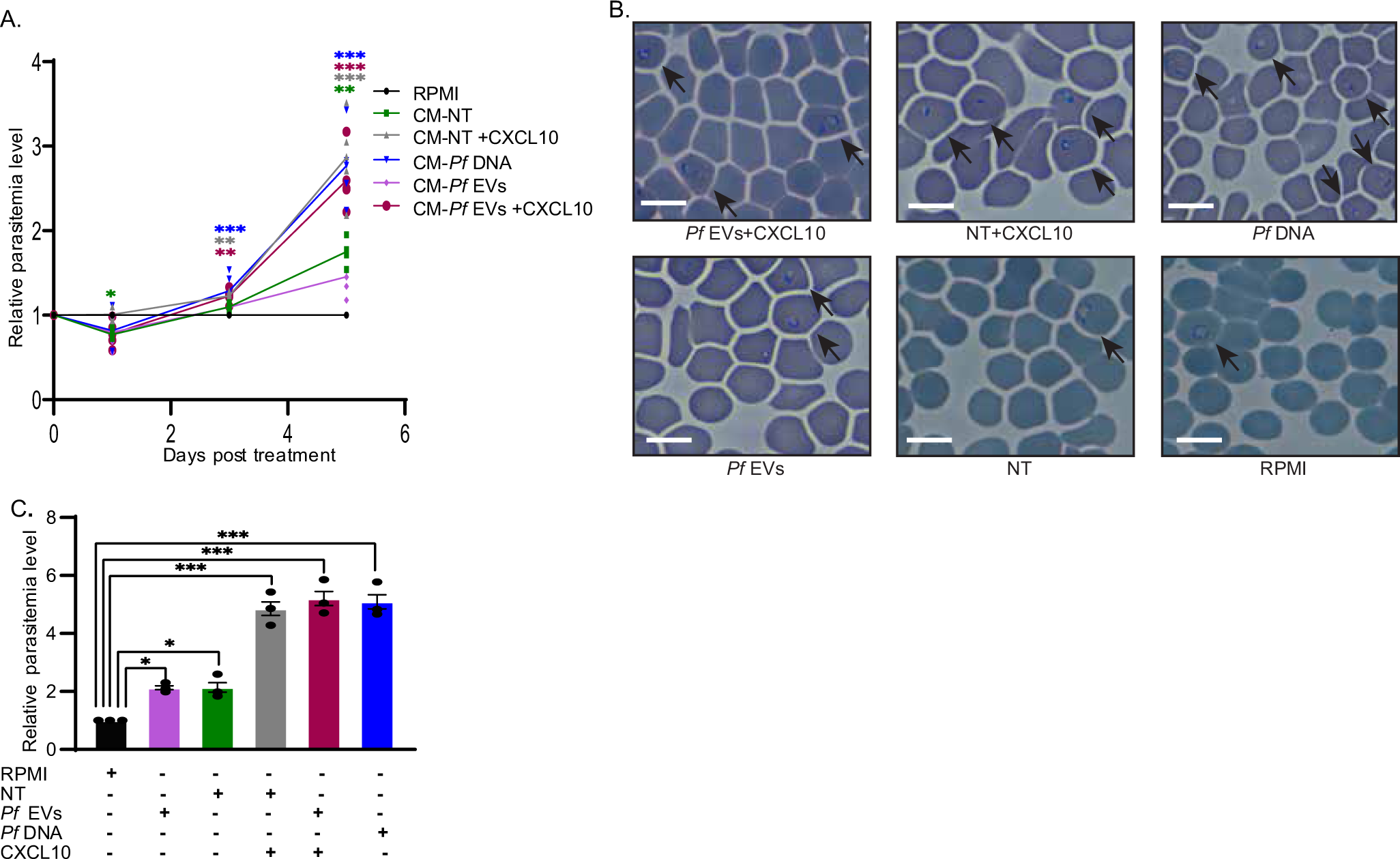 Fig. 5: The chemokine CXCL10 promotes parasite growth.