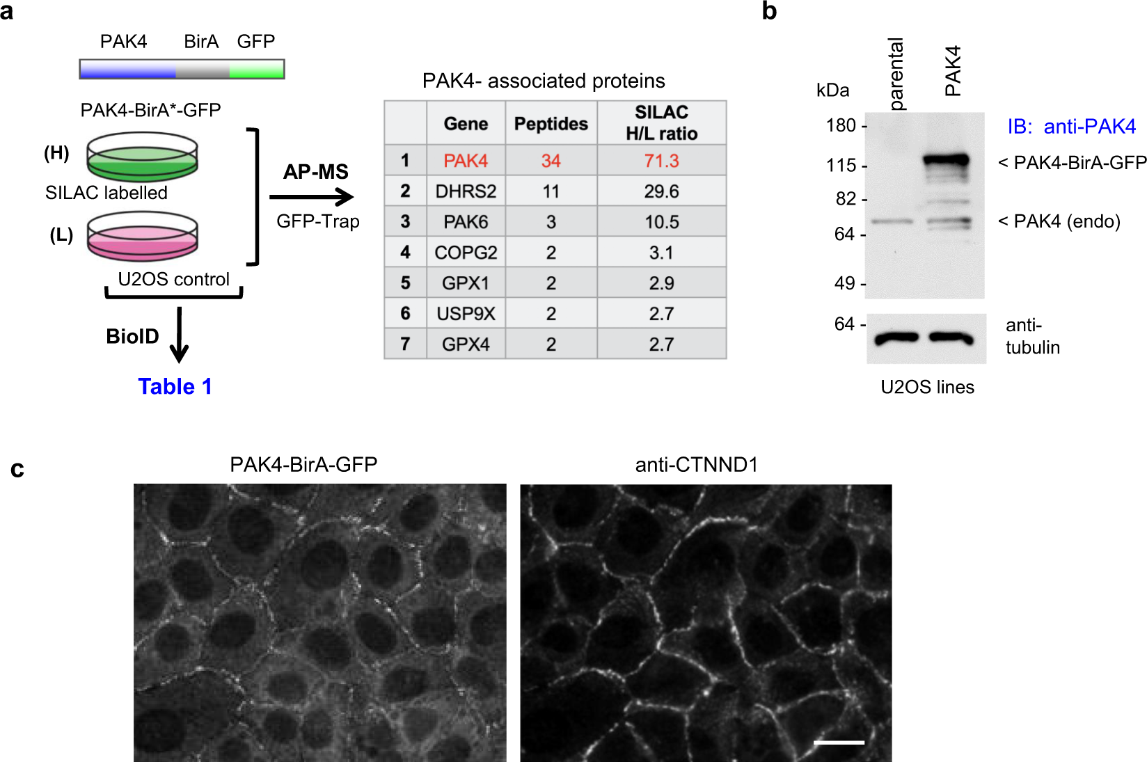 rikitake  021 Proximity proteomics identifies PAK4 as a component of Afadin–Nectin  junctions | Nature Communications