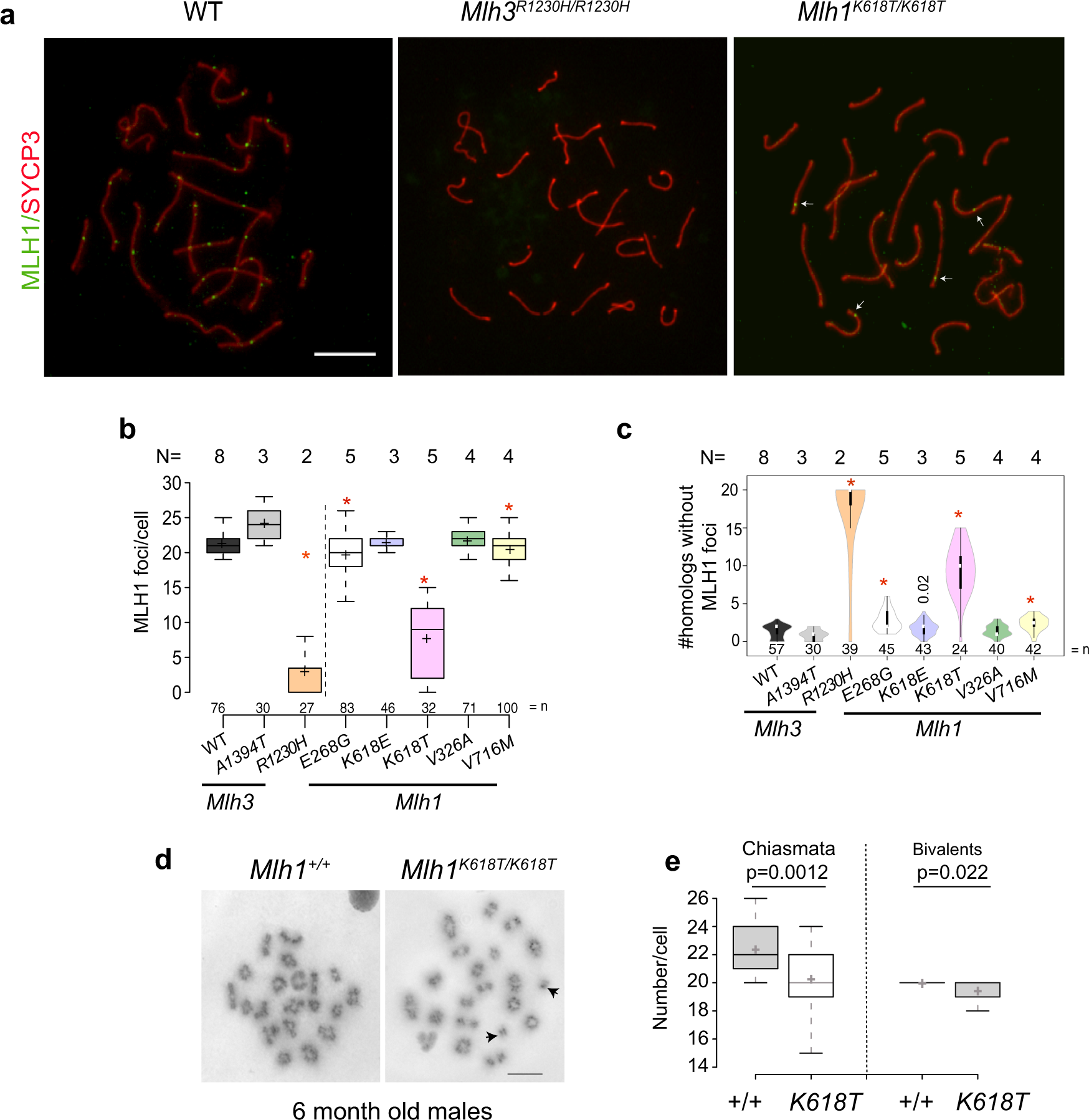 Fig. 2: Recombination in mutant spermatocytes.