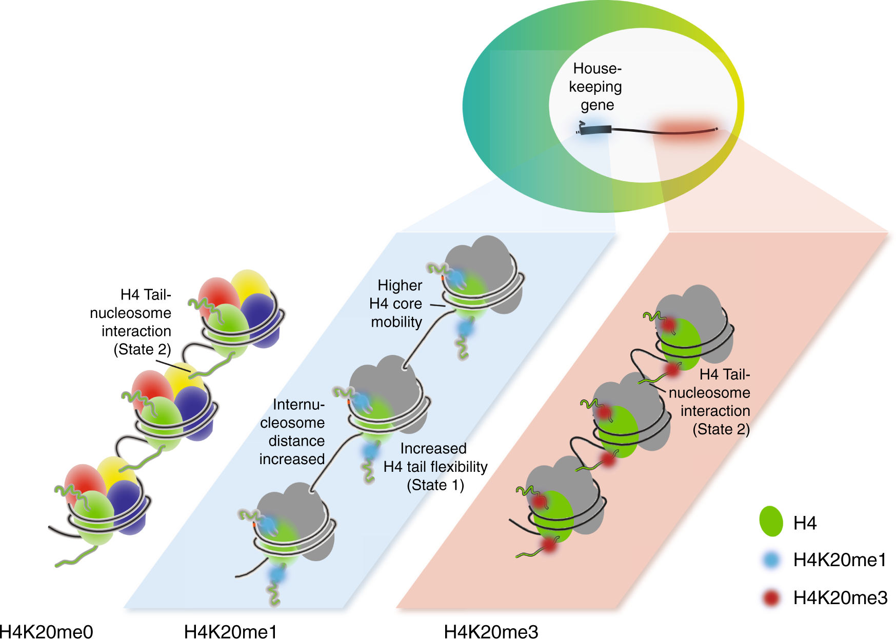 Fig. 7: SET8-H4K20me1 pathway promotes housekeeping gene transcription through chromatin structure modulation.