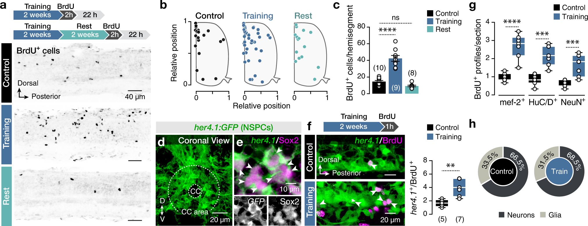 Locomotion dependent neuron-glia interactions control neurogenesis and  regeneration in the adult zebrafish spinal cord | Nature Communications