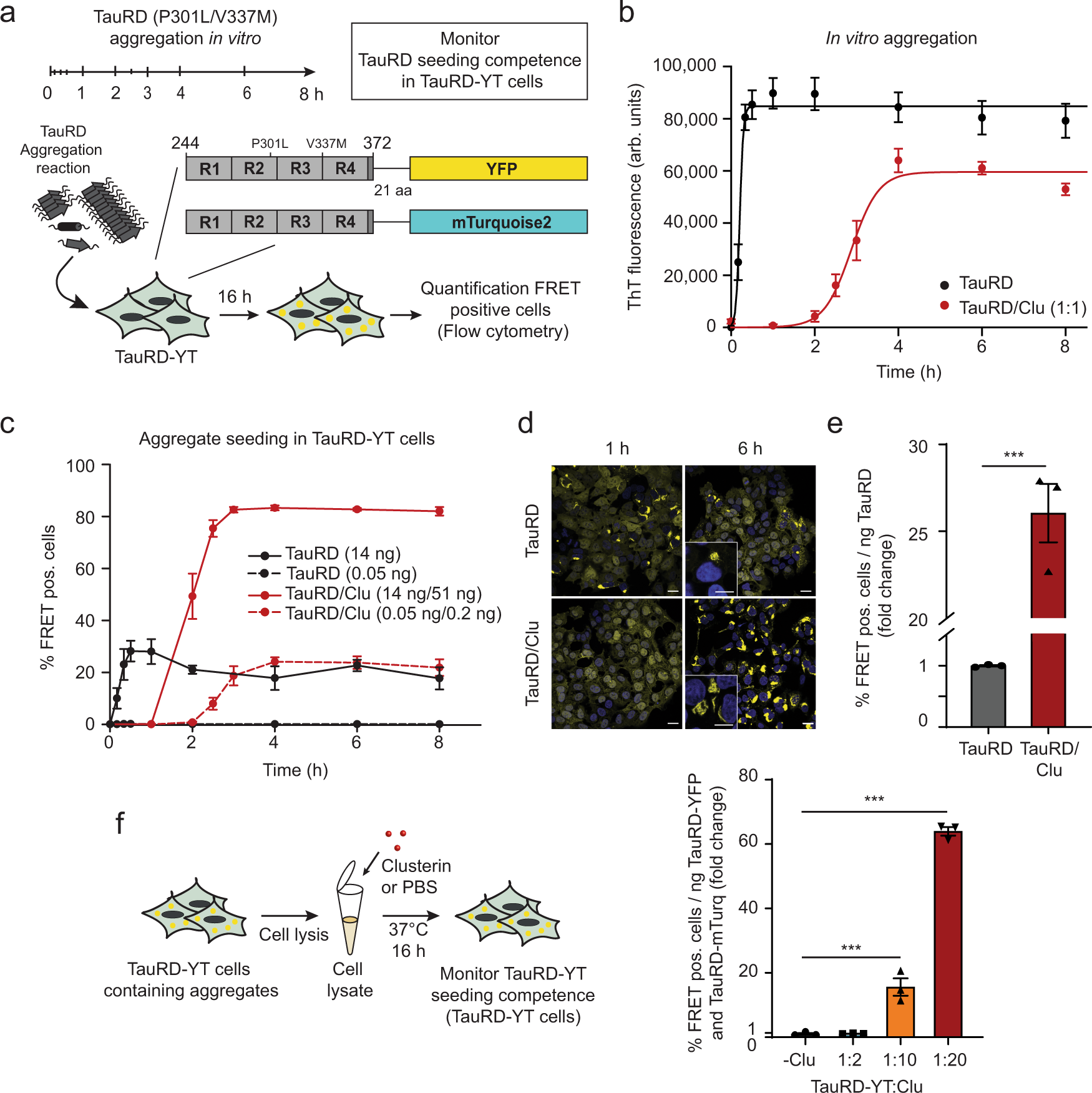 The extracellular chaperone Clusterin enhances Tau aggregate seeding in a  cellular model | Nature Communications