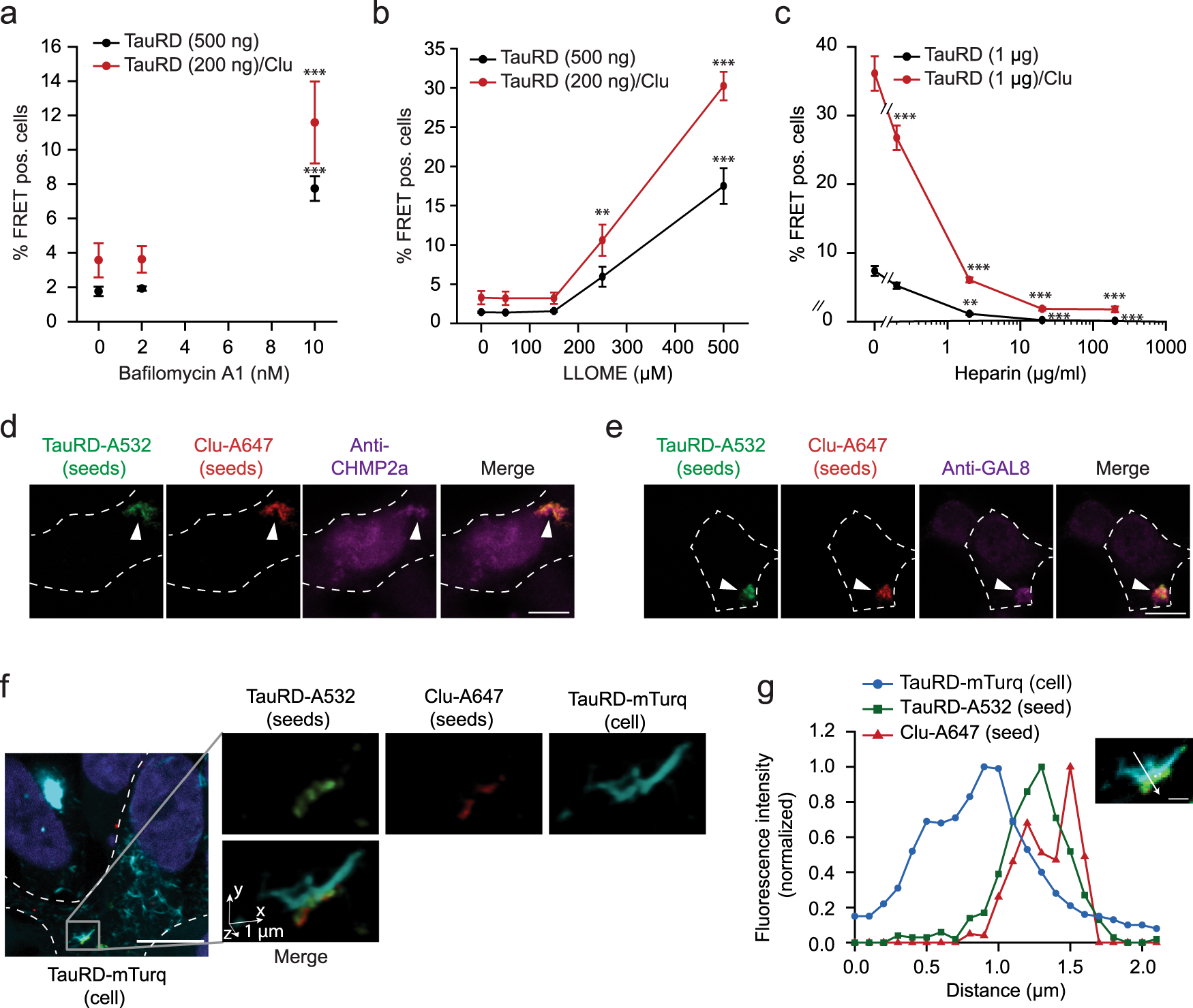 Fig. 4: Uptake of Clusterin-associated, seeding competent Tau aggregates by endocytosis.