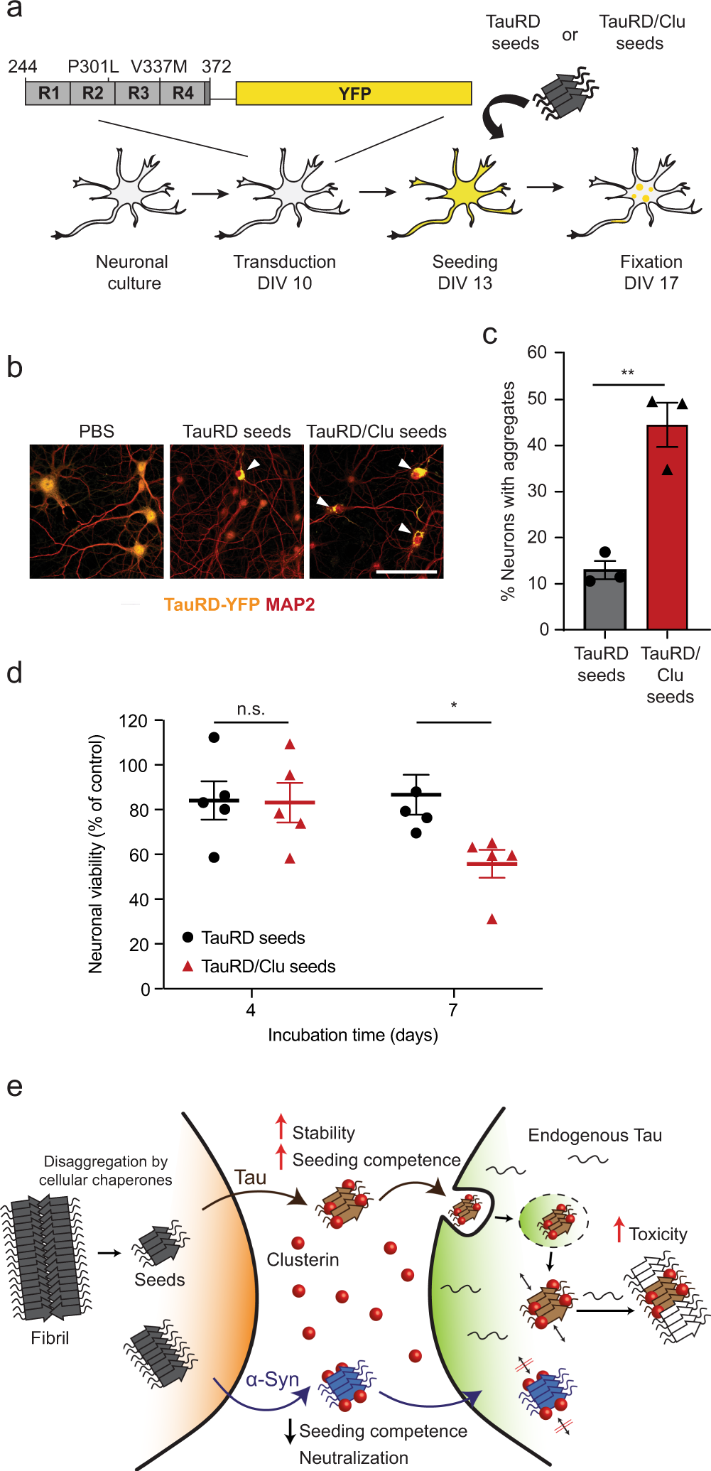 Fig. 6: Clusterin enhances Tau seeding and toxicity in neurons.