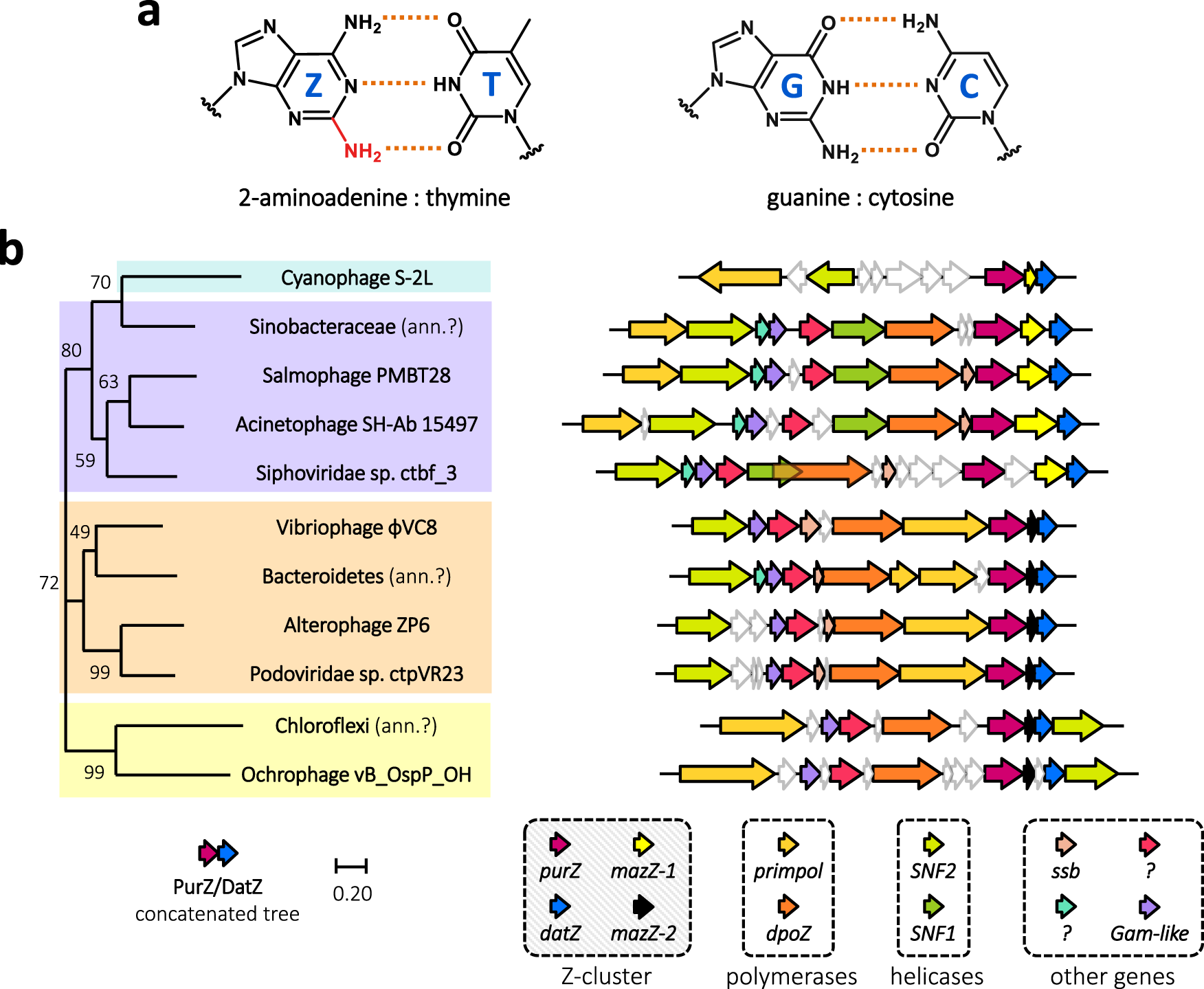 Fig. 1: ZTGC-DNA and conservation of the Z-cluster in Siphoviridae and Podoviridae phages.