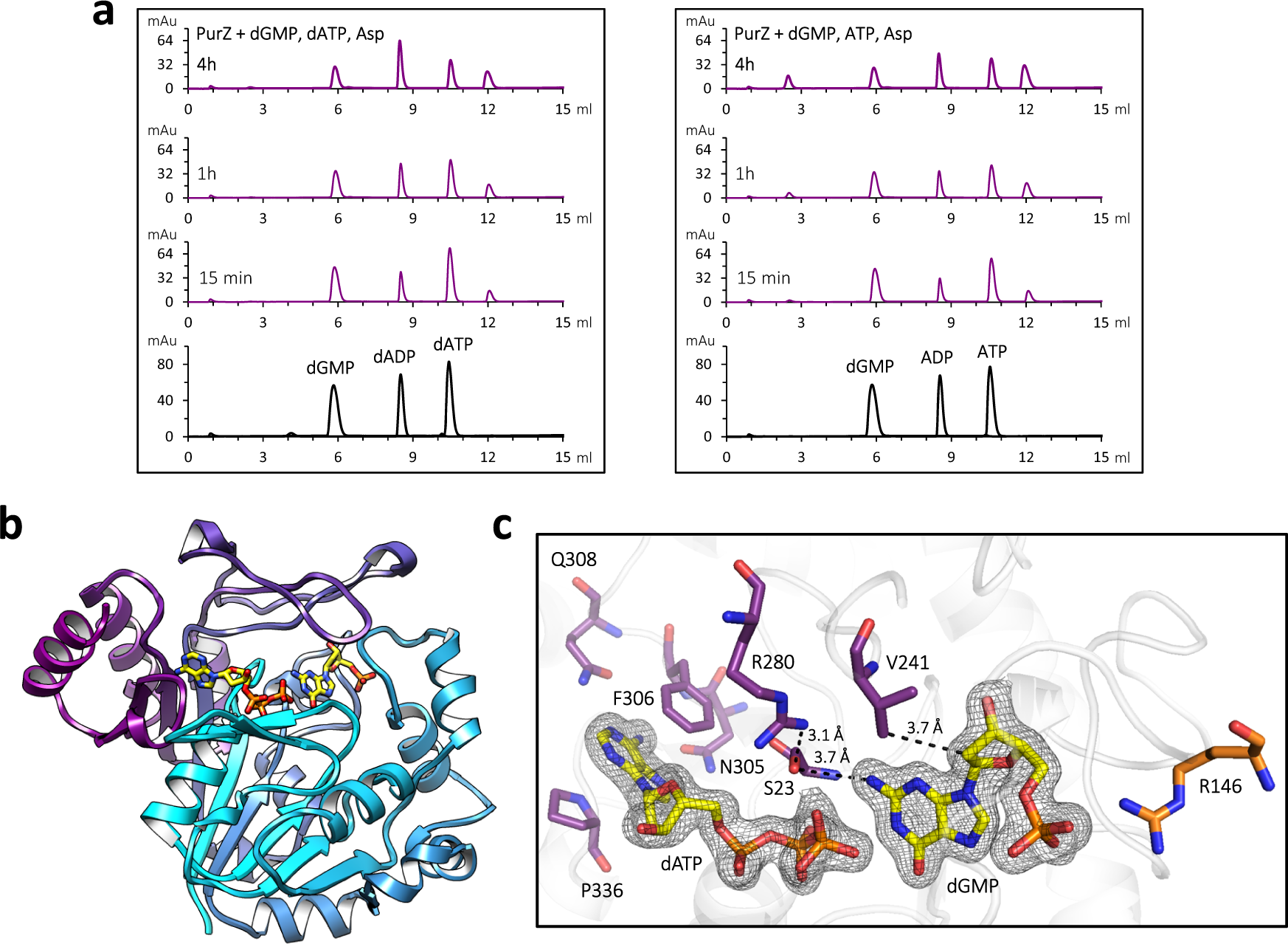 Fig. 2: dATPase activity of S-2L PurZ: functional assay and ligand-bound structure.