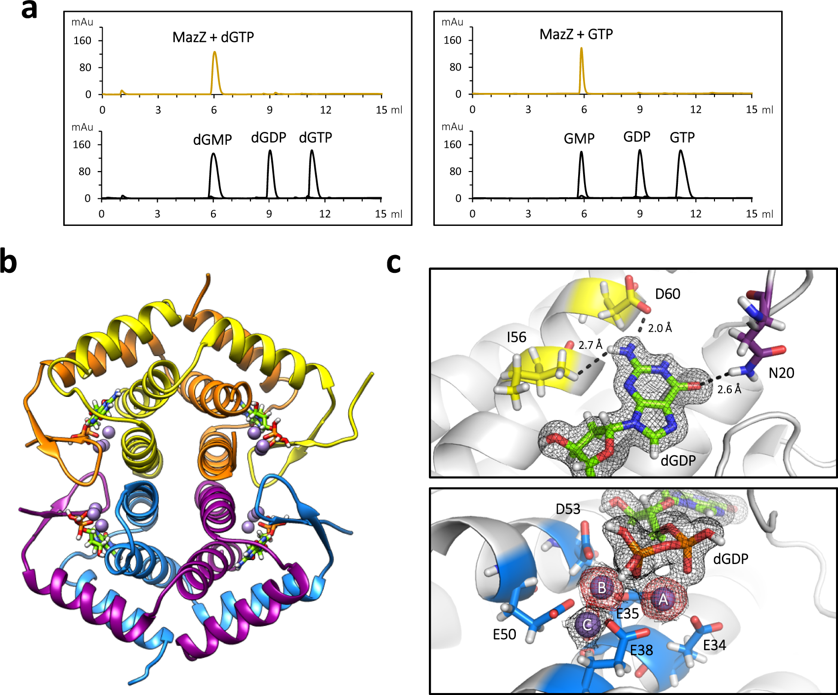Fig. 3: Function and structure of S-2L MazZ, a (d)GTP phosphohydrolase.