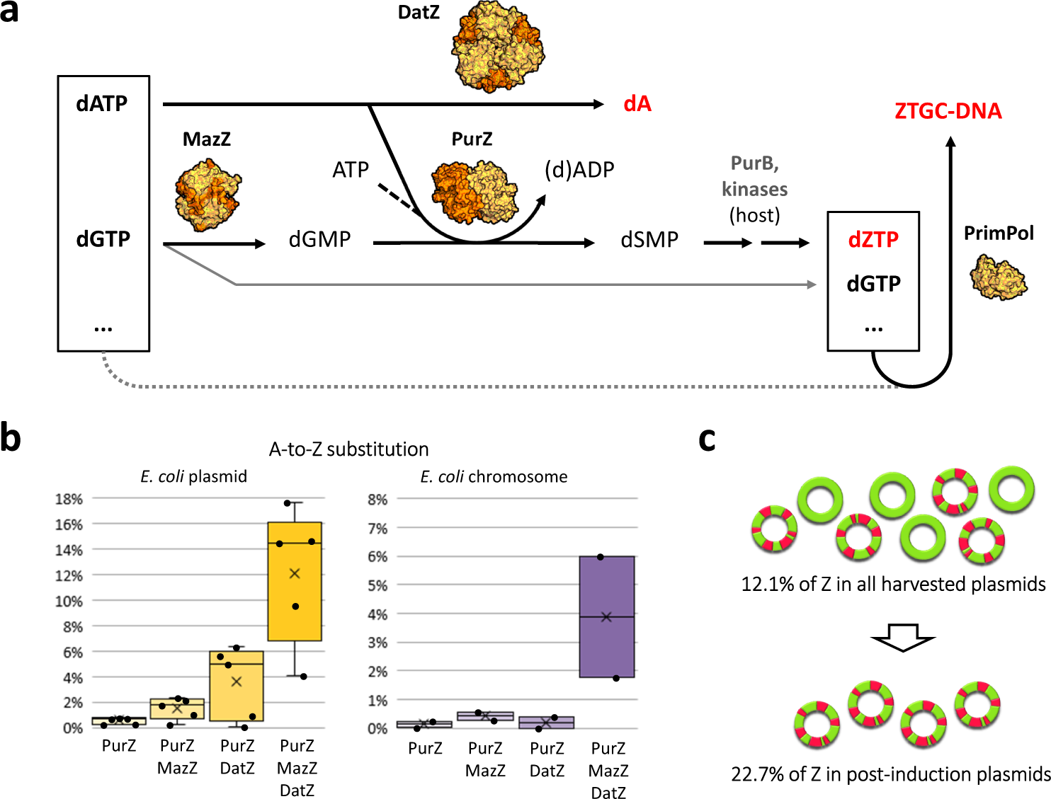 Fig. 4: Metabolic pathway of 2-aminoadenine in S-2L phage and result of its introduction in E. coli.