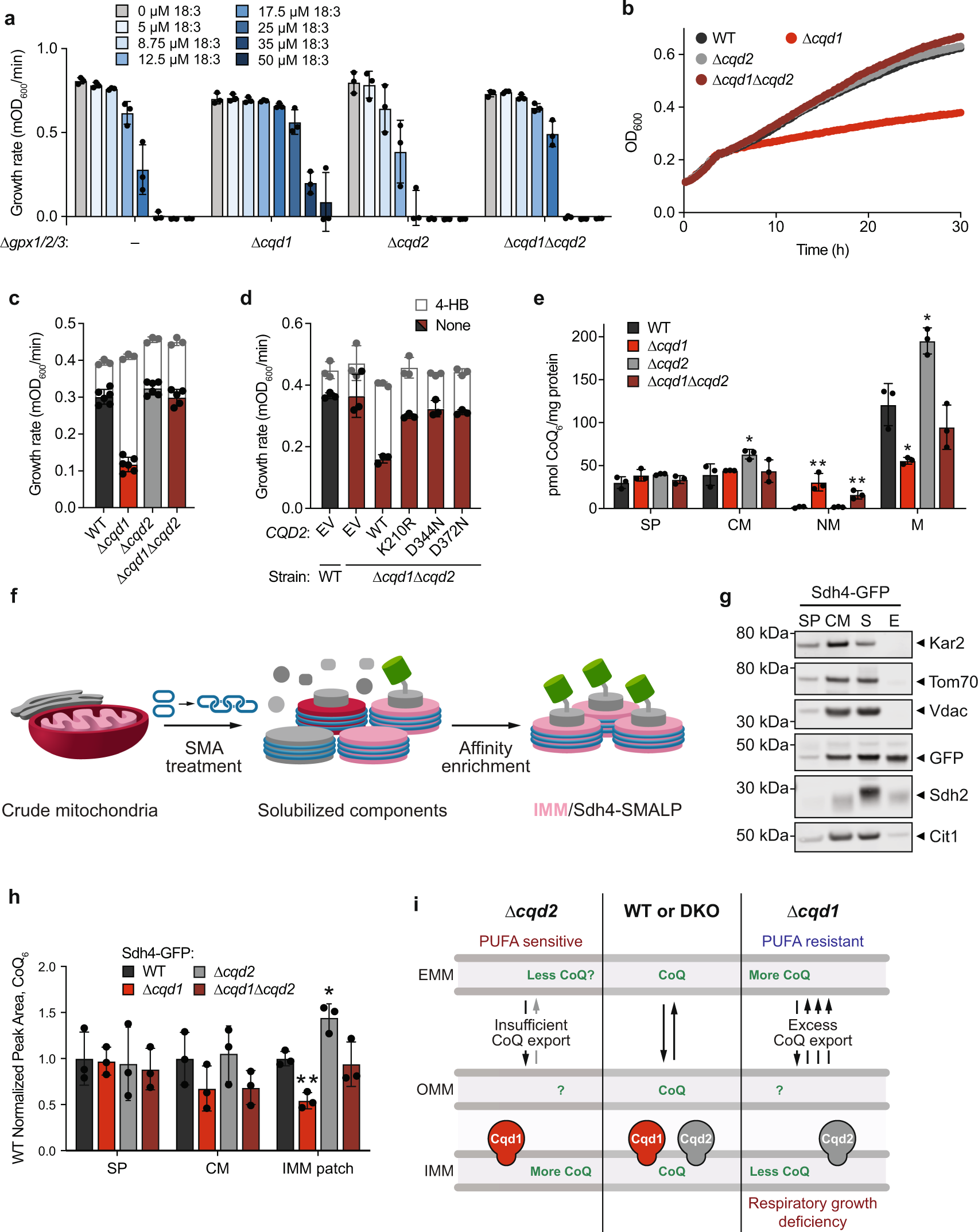 Fig. 4: Cqd2 function opposes Cqd1 control of CoQ distribution.