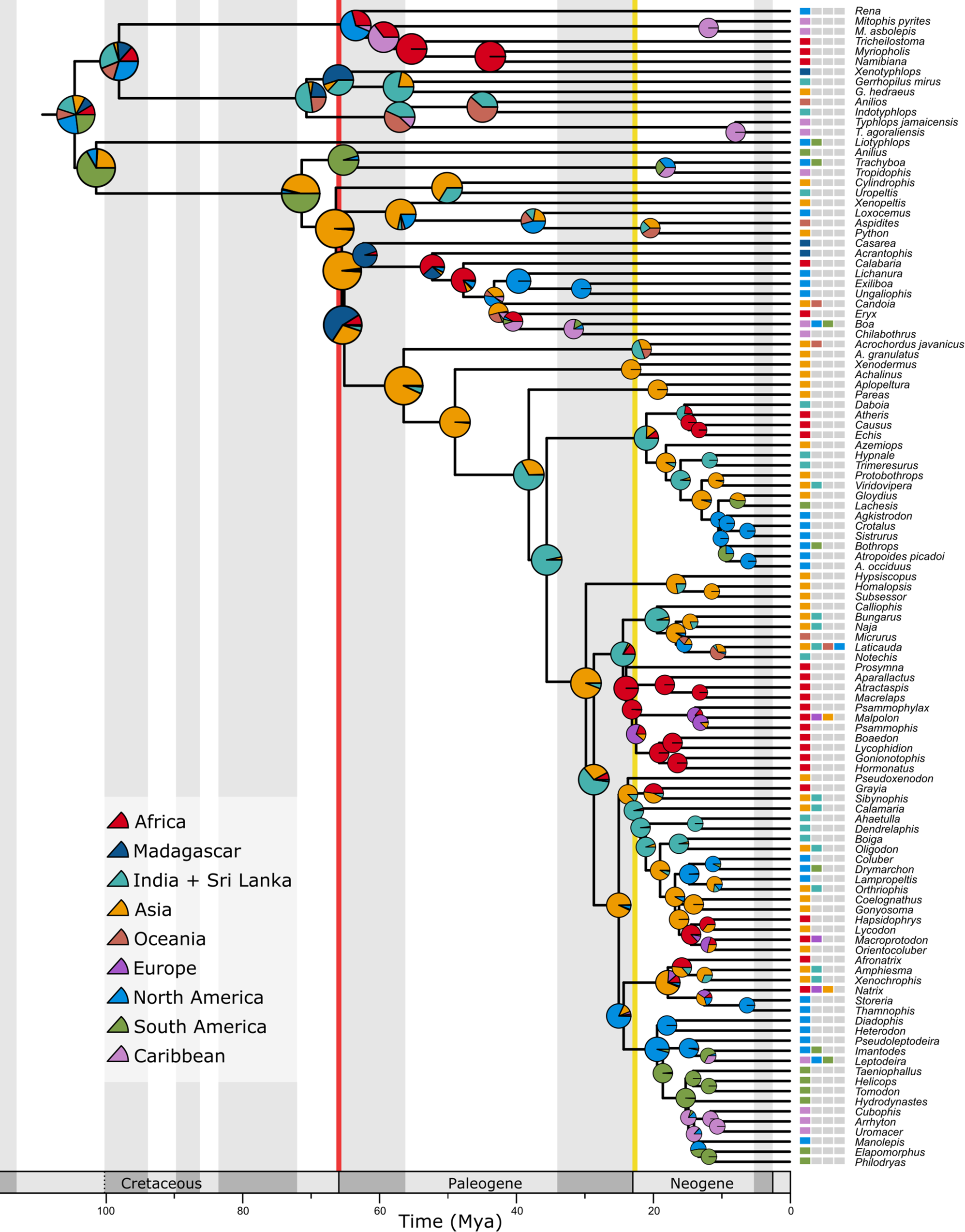 Fig. 3: Reconstructed historical biogeography of crown snakes, applying the DIVAlike + J model from BioGeoBEARS.