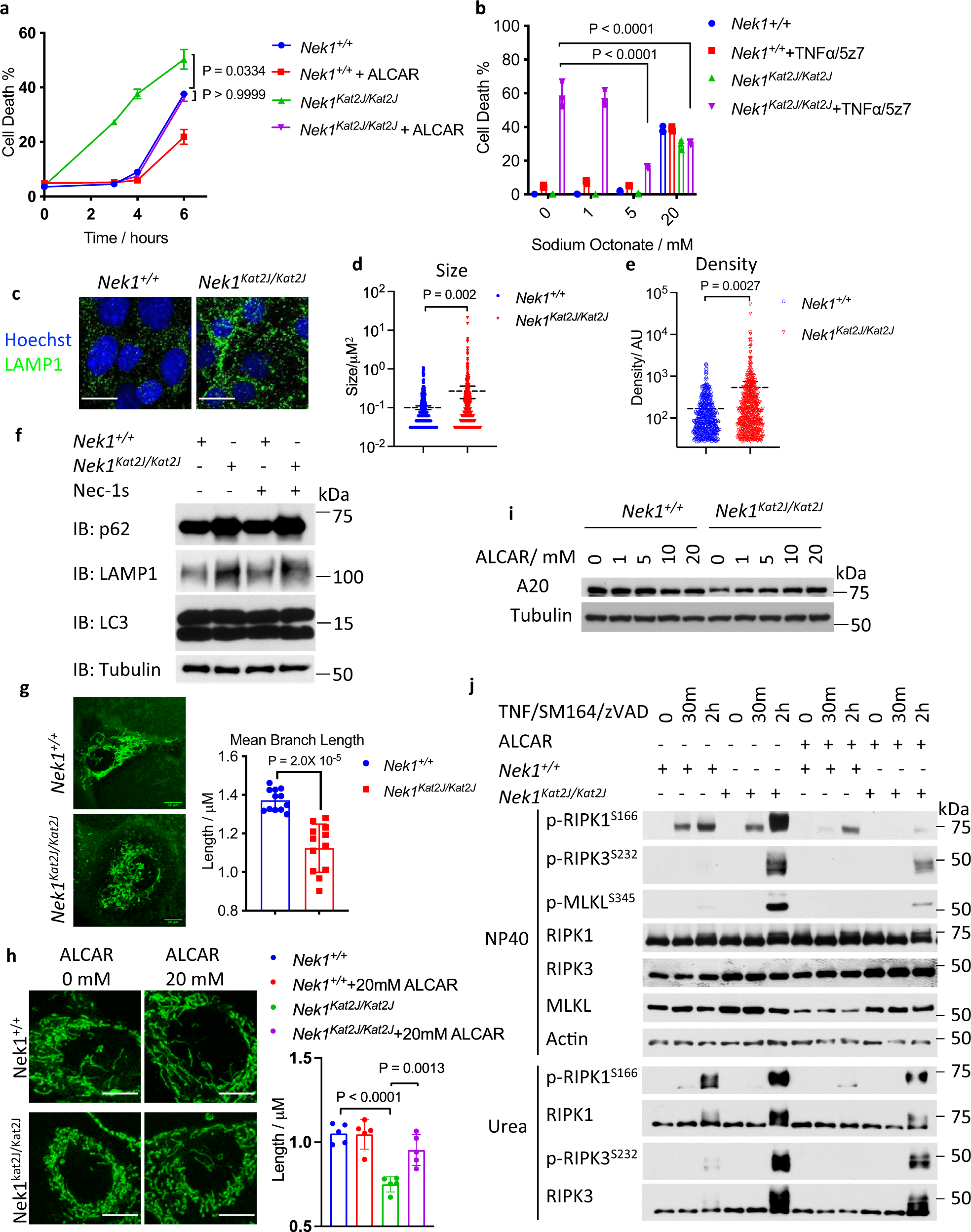 Fig. 6: Metabolic rescue of increased RIPK1 activation in NEK1 deficient cells.