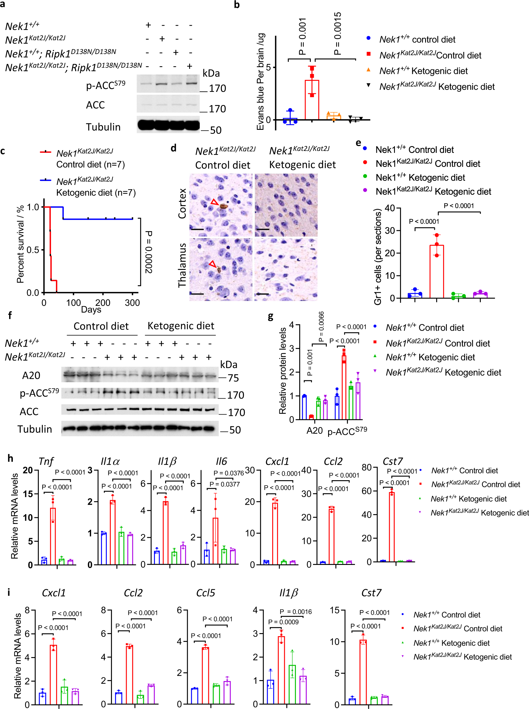 Fig. 7: Ketogenic diet rescues the BBB damage and preweaning lethality of Nek1Kat2J mice.