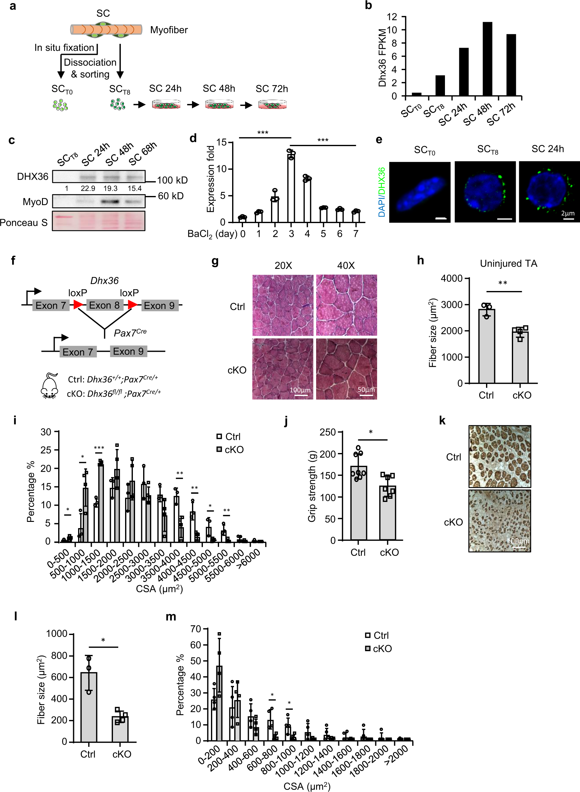 Fig. 1: Activation-induced DHX36 is required for muscle formation.