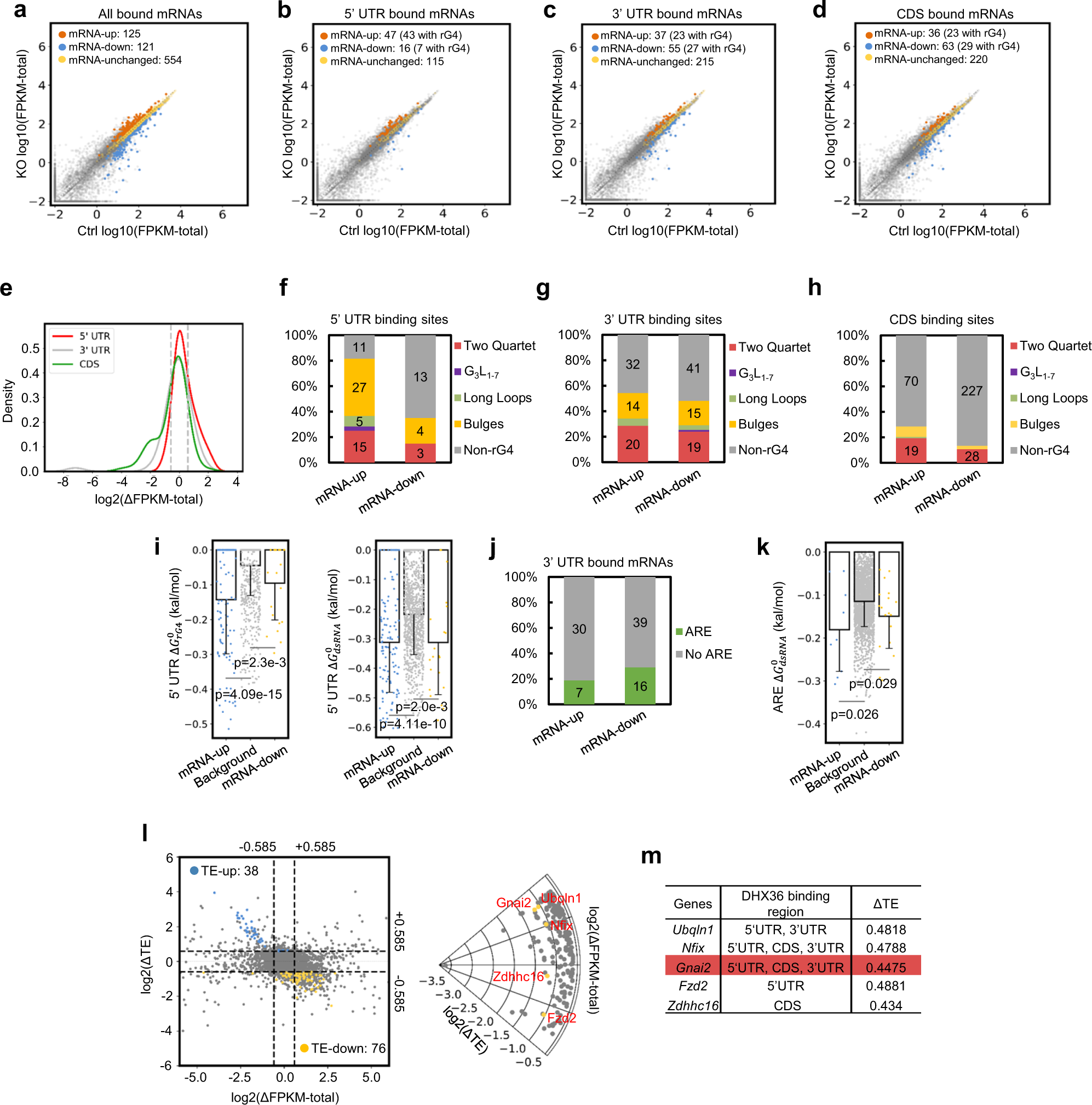 Fig. 6: Dhx36 loss exerts a potential effect on total mRNA abundance.