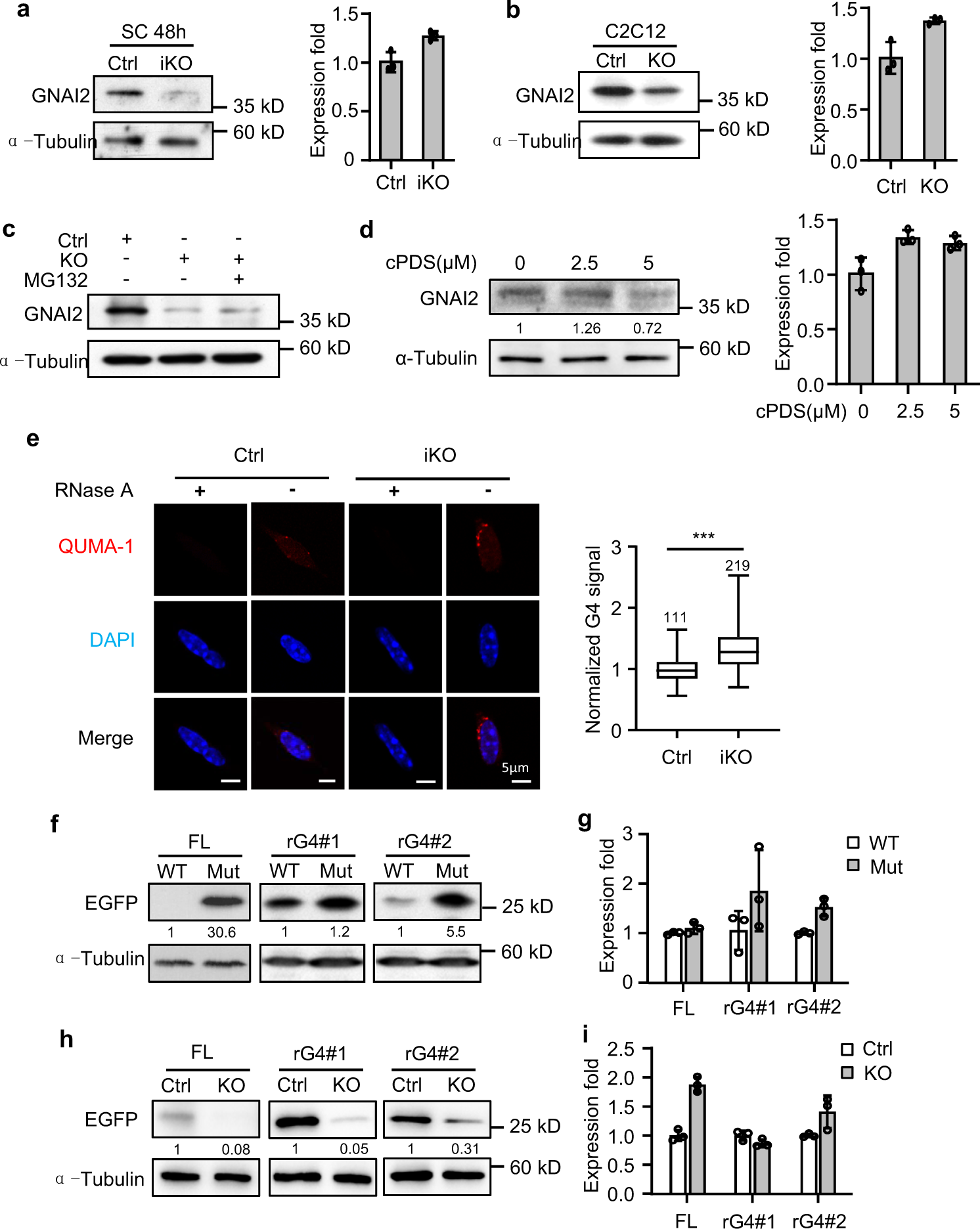 Fig. 8: DHX36 promotes Gnai2 translation by resolving the 5’ UTR rG4.