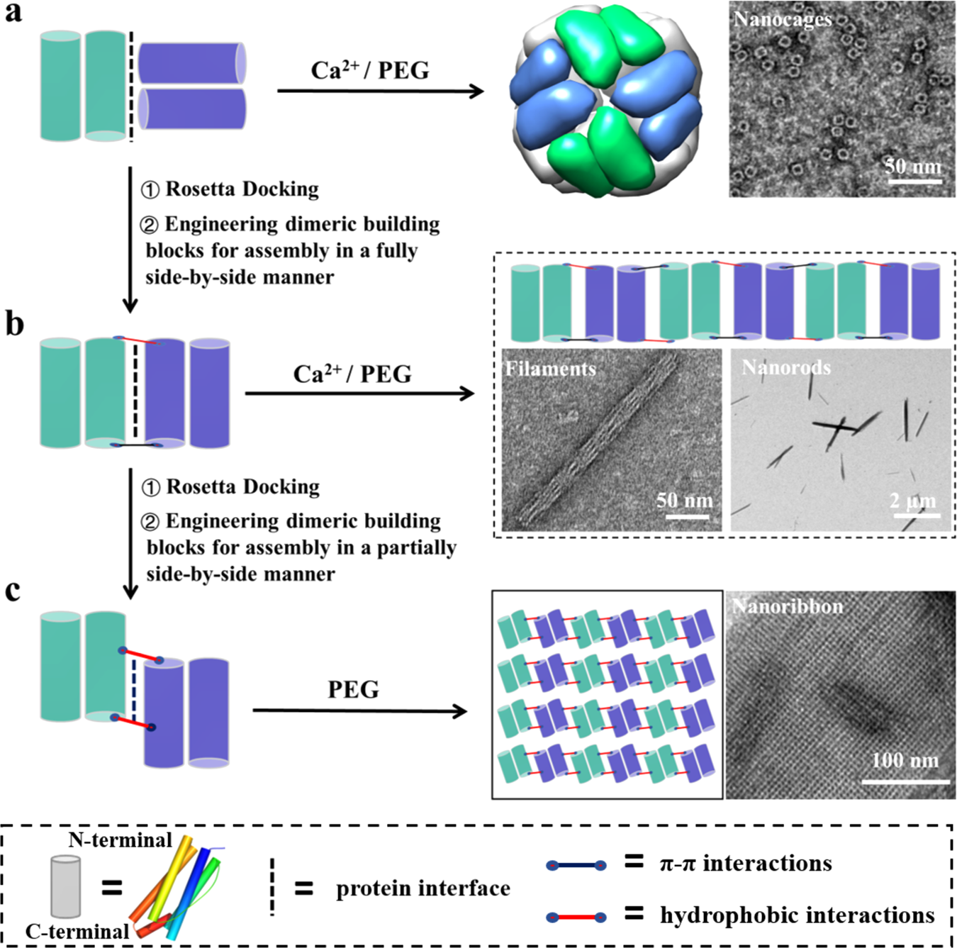Protein interface redesign facilitates the transformation of nanocage  building blocks to 1D and 2D nanomaterials | Nature Communications