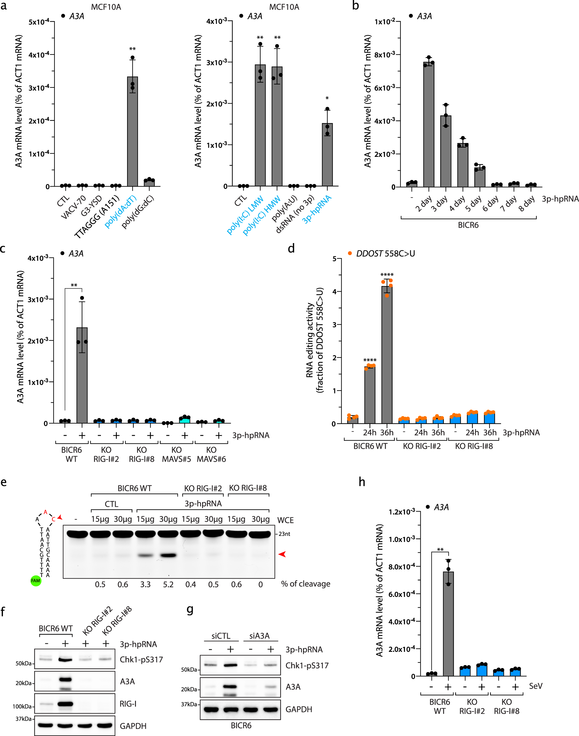 Fig. 1: Cytoplasmic double-stranded RNAs induce A3A expression by activating RIG-I and MAVS.