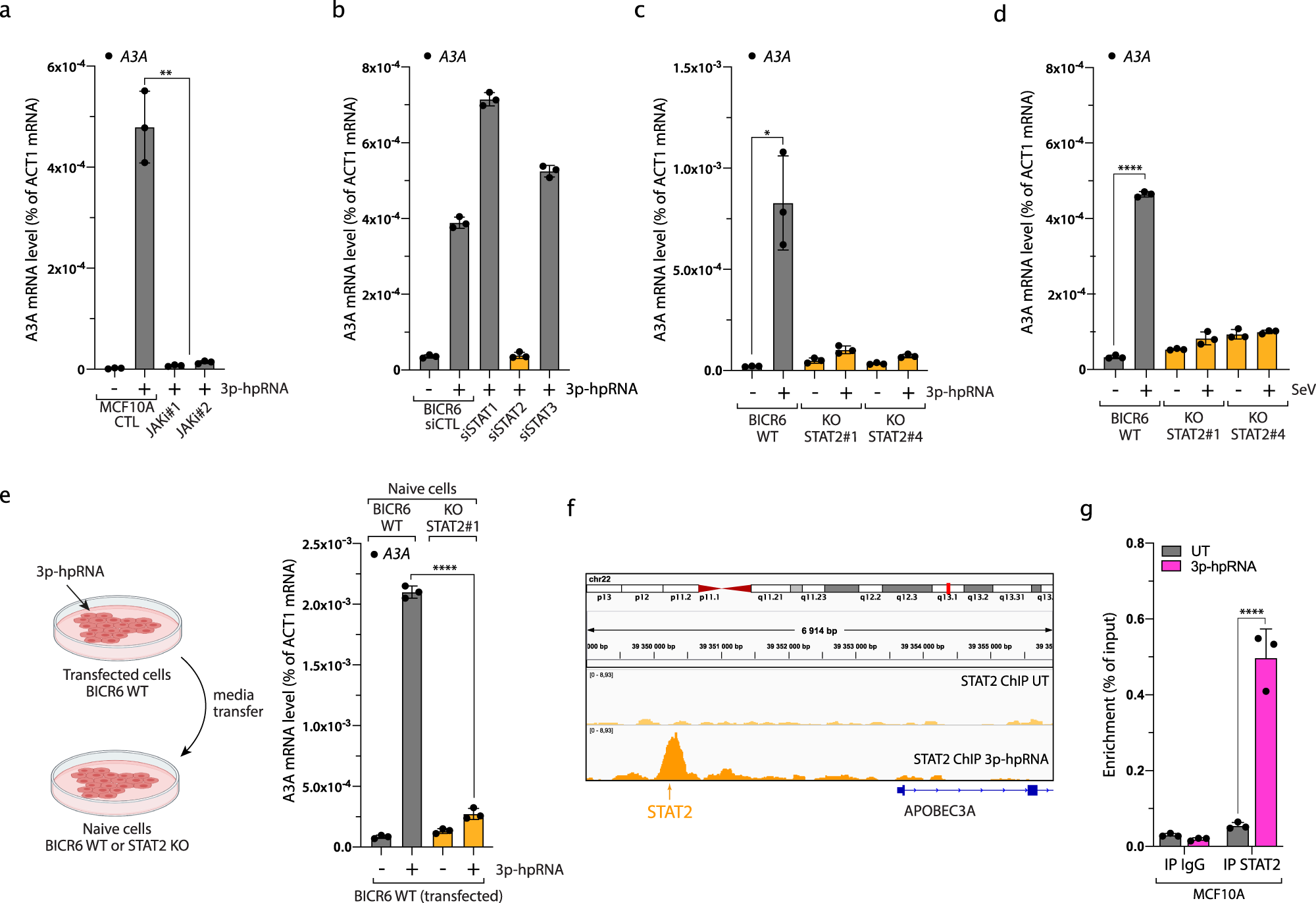Fig. 3: Type I IFN signaling induces A3A expression through STAT2 after viral infection.