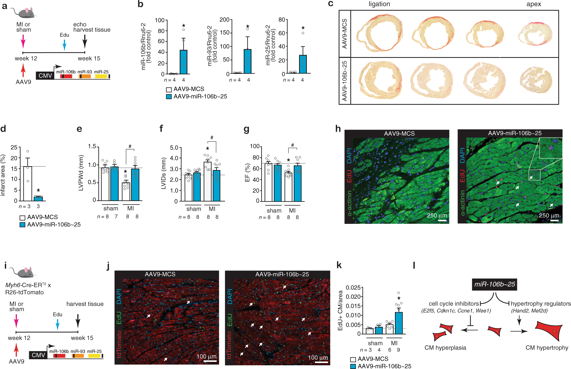 Fig. 6: The miR-106b~25 cluster evokes myocardial regeneration.