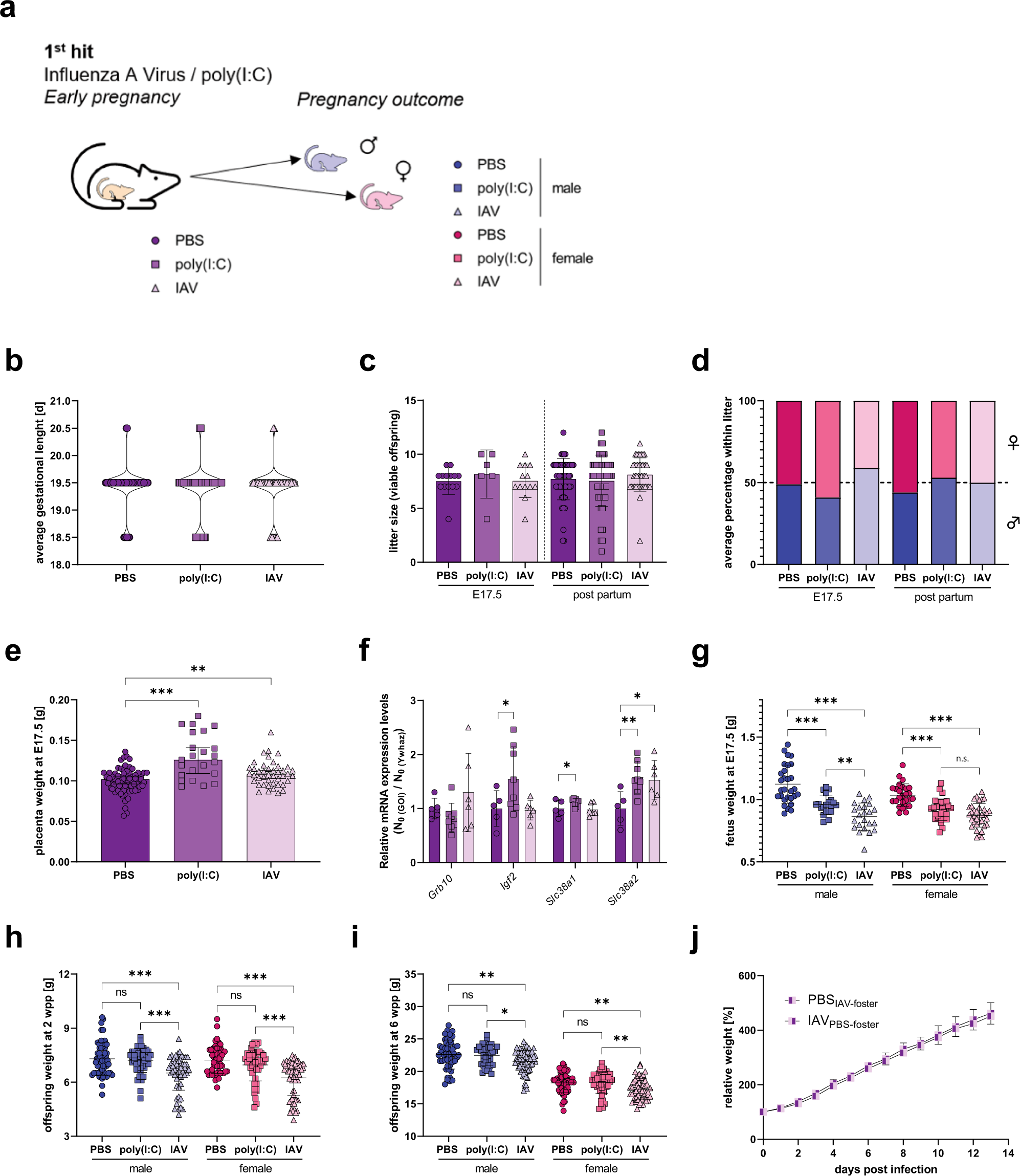 Fig. 2: 1st hit maternal influenza and reproductive outcome.