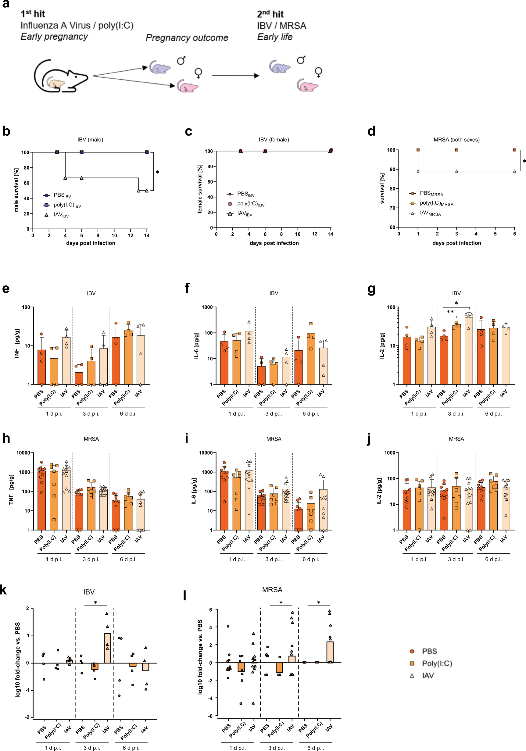 Fig. 3: 2nd hit susceptibility of offspring from influenza infected dams to early life infections.