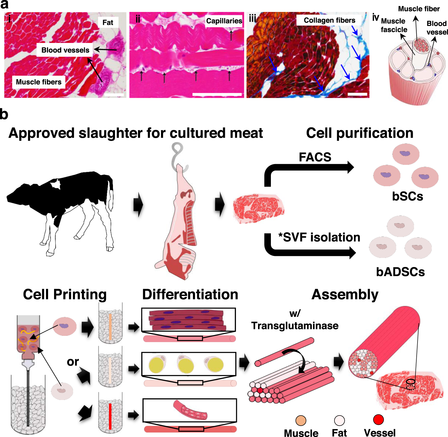 Engineered whole cut meat-like tissue by the assembly of cell fibers using  tendon-gel integrated bioprinting | Nature Communications