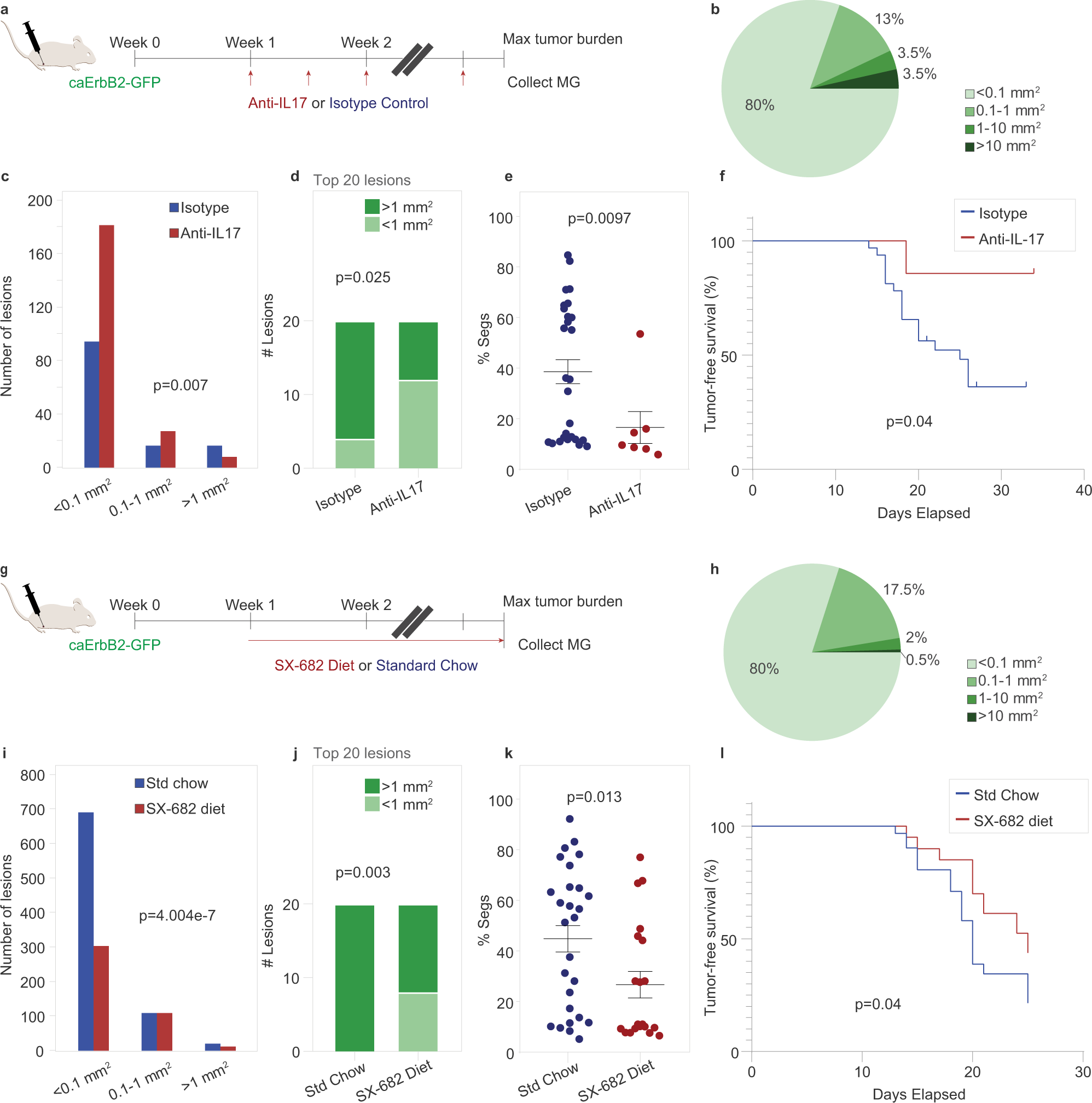 Fig. 7: Inhibition of IL-17 and granulocyte recruitment reduces aggressive niche formation and delays tumor progression.
