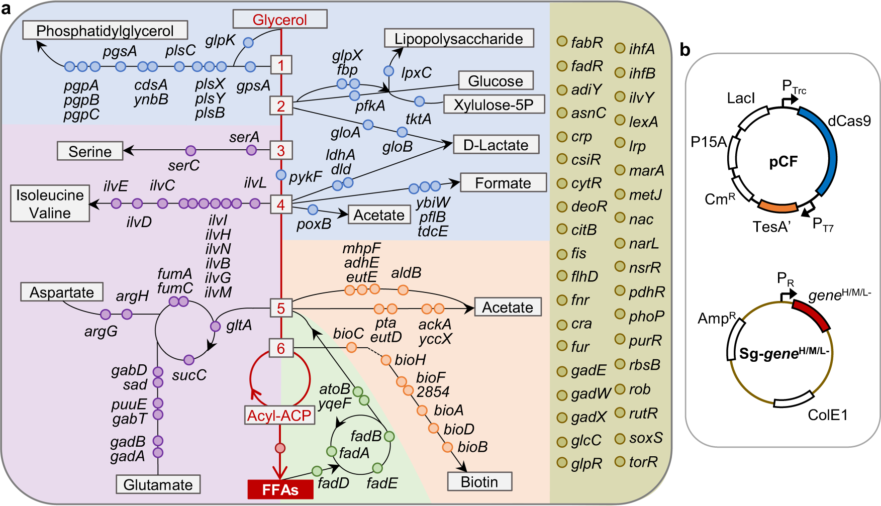 E Coli Oxygen Requirements Genome-scale target identification in Escherichia coli for high-titer  production of free fatty acids | Nature Communications