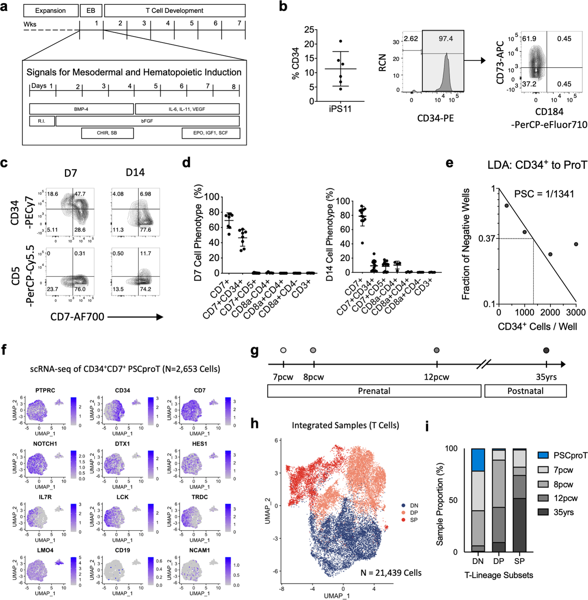 Fig. 3: T cell development from human pluripotent stem cells using DL4-μbeads.
