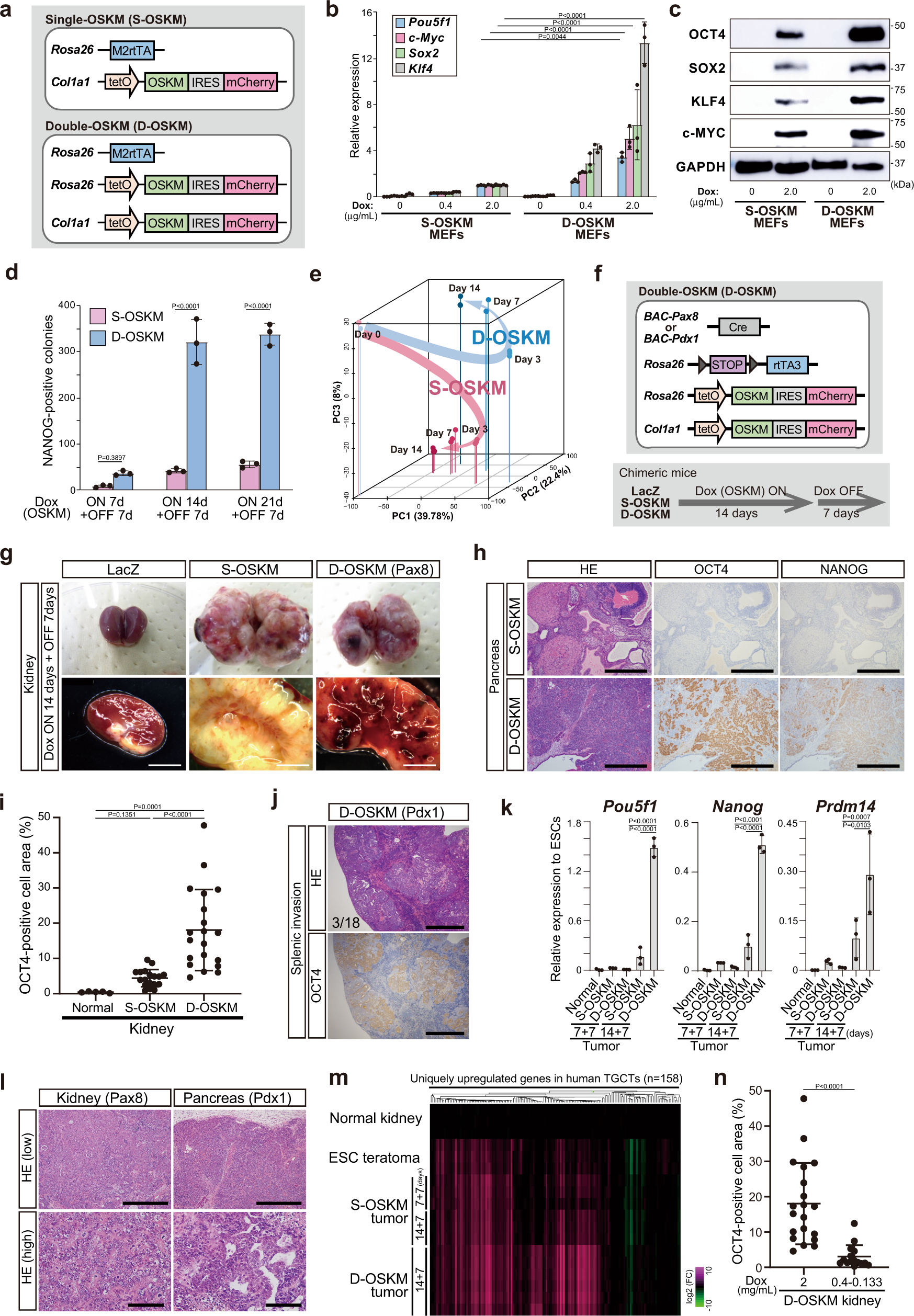 DMRT1-mediated reprogramming drives development of cancer resembling human  germ cell tumors with features of totipotency | Nature Communications