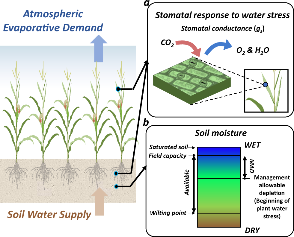 Sustainable irrigation based on co-regulation of soil water supply and  atmospheric evaporative demand | Nature Communications