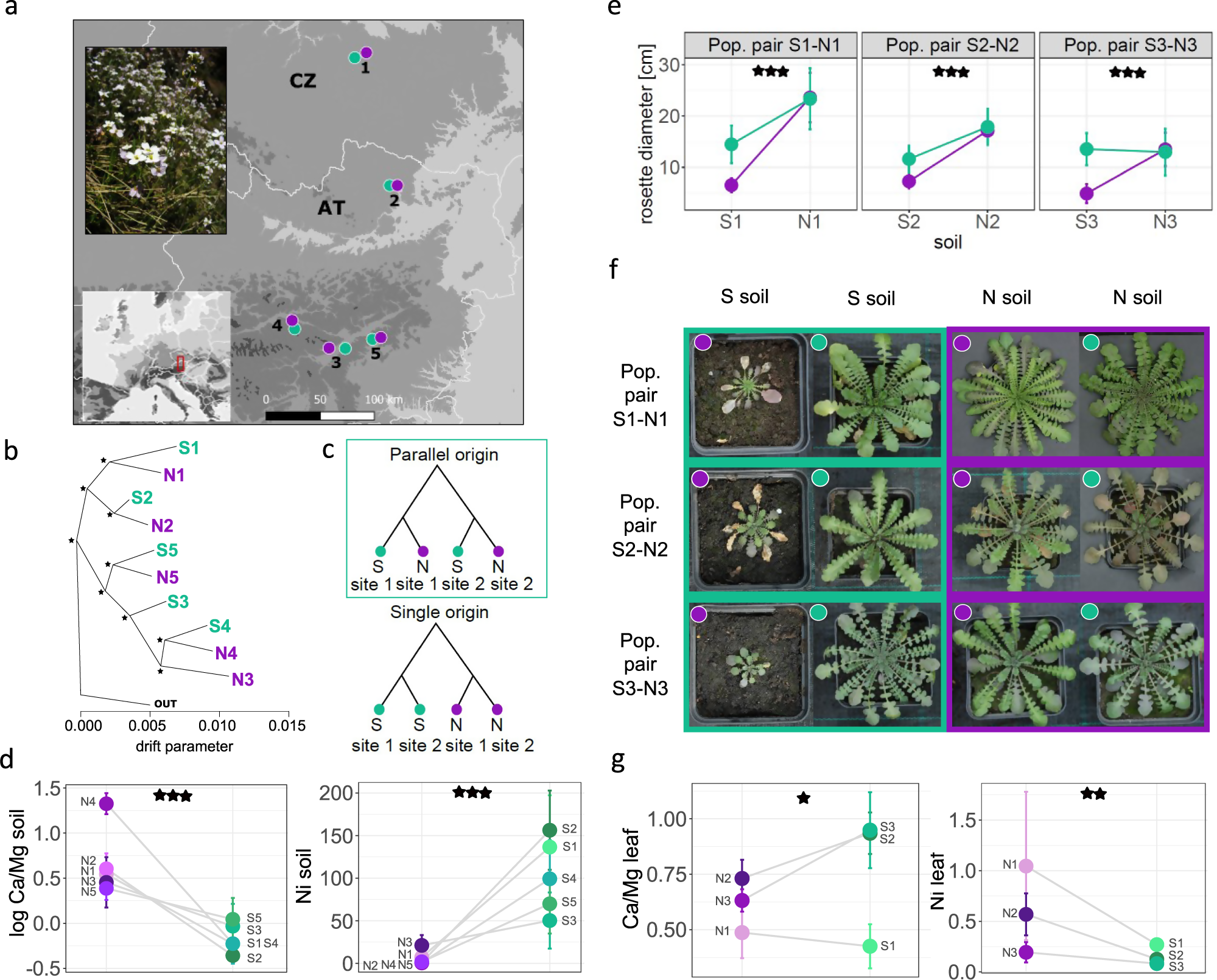 Parallel adaptation in autopolyploid Arabidopsis arenosa is dominated by  repeated recruitment of shared alleles | Nature Communications