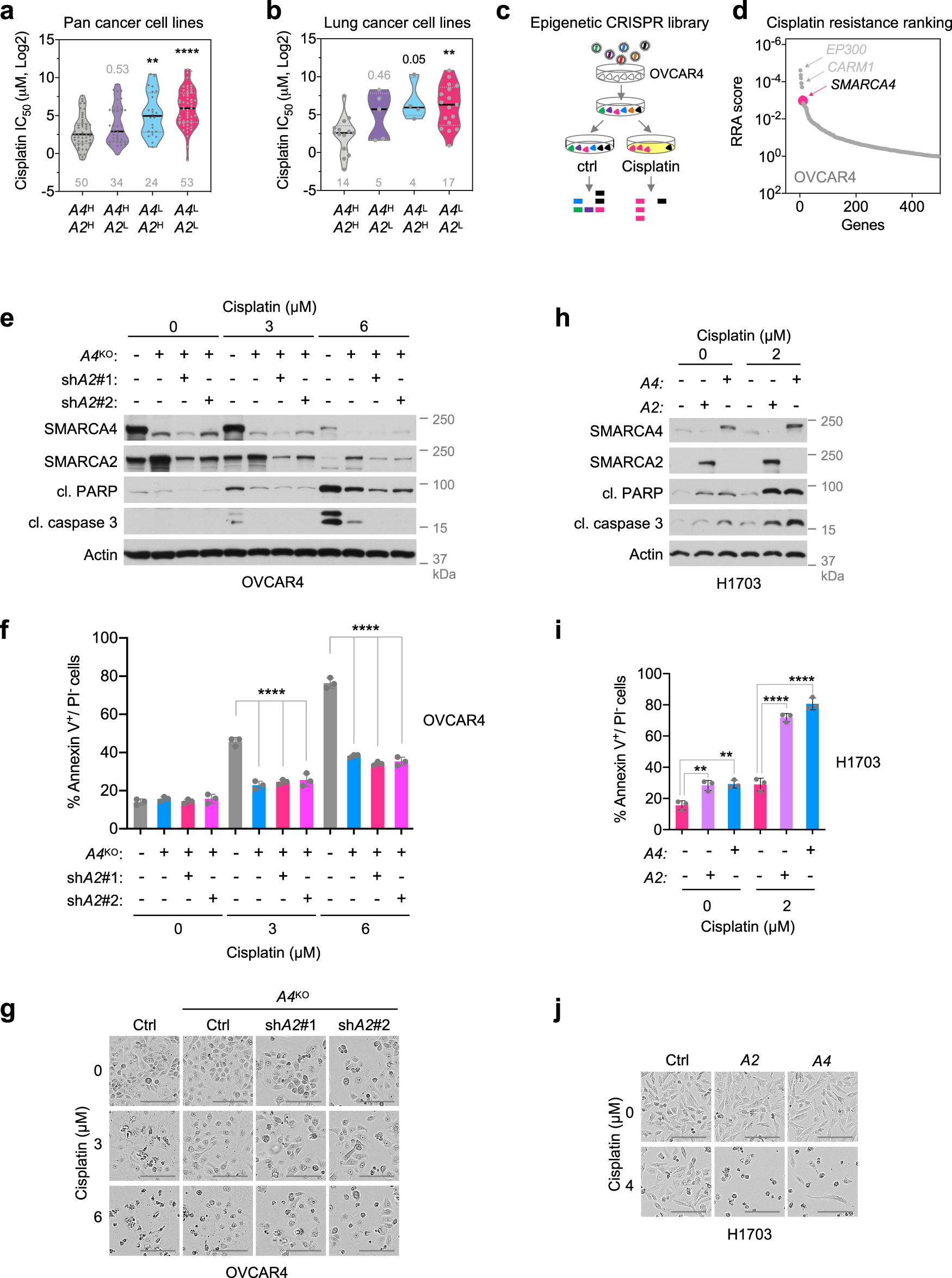 SMARCA4/2 loss inhibits chemotherapy-induced apoptosis by restricting  IP3R3-mediated Ca2+ flux to mitochondria | Nature Communications