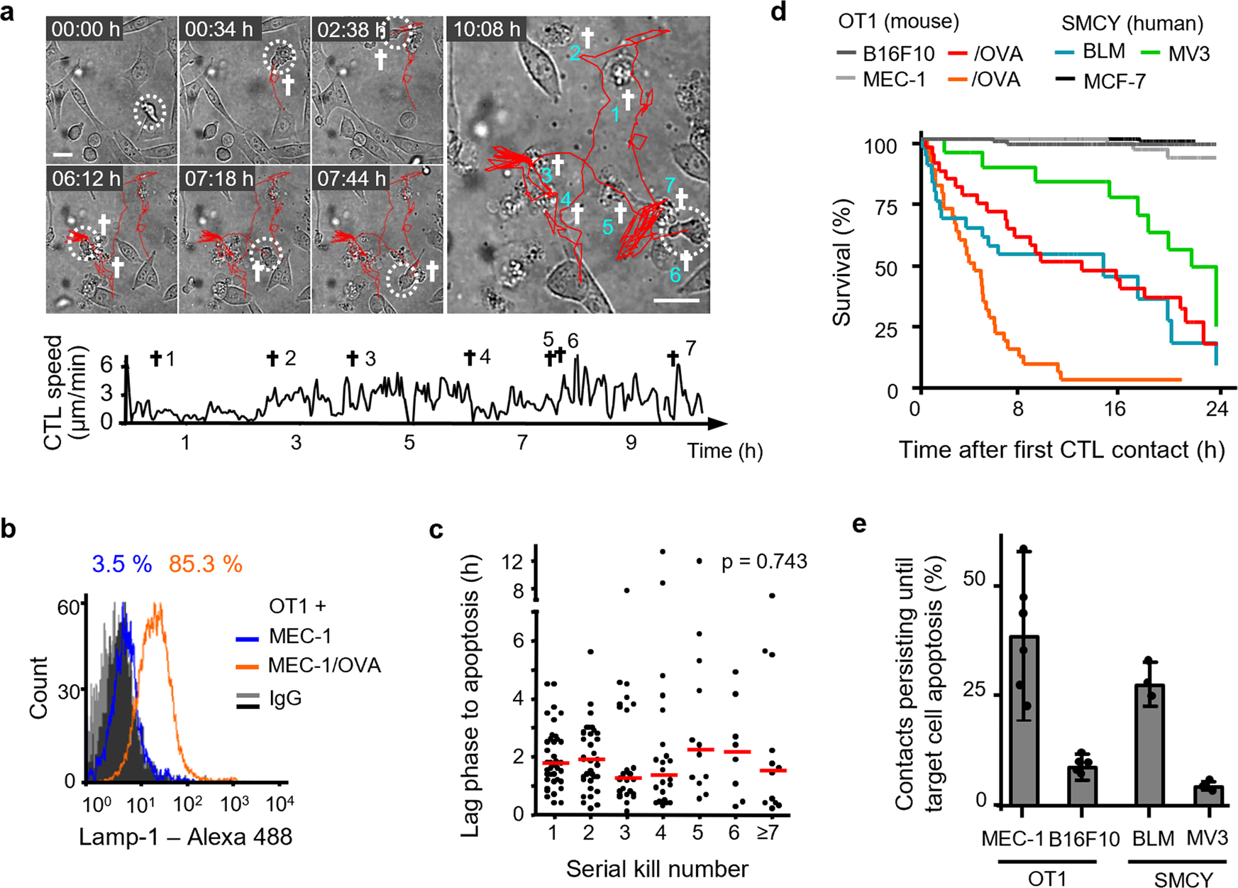 Cytotoxic T cells are able to efficiently eliminate cancer cells by  additive cytotoxicity | Nature Communications